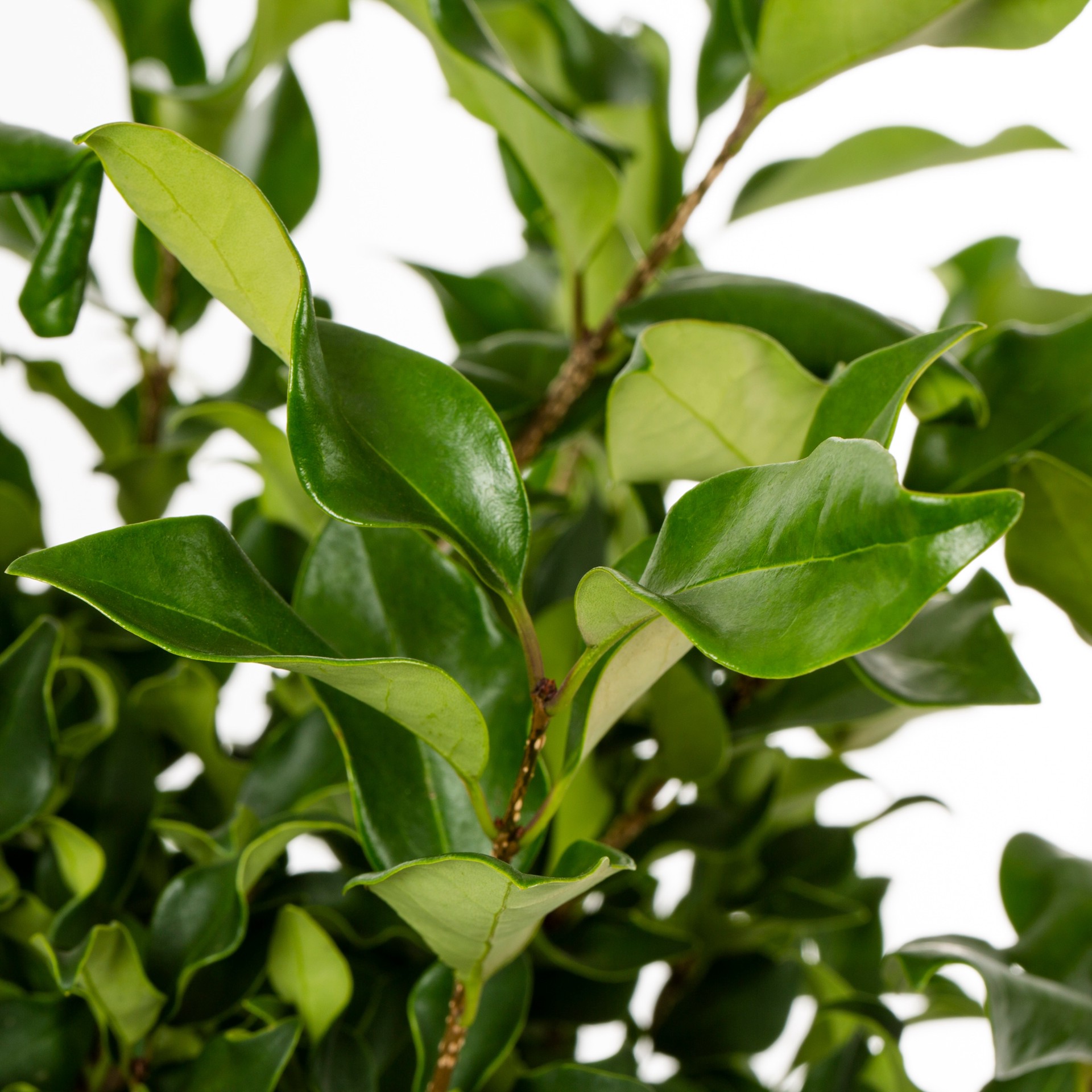 slide 2 of 2, Lowe's Wax Leaf Privet Texanum Shrub in 3.58-Gallon, 1 ct