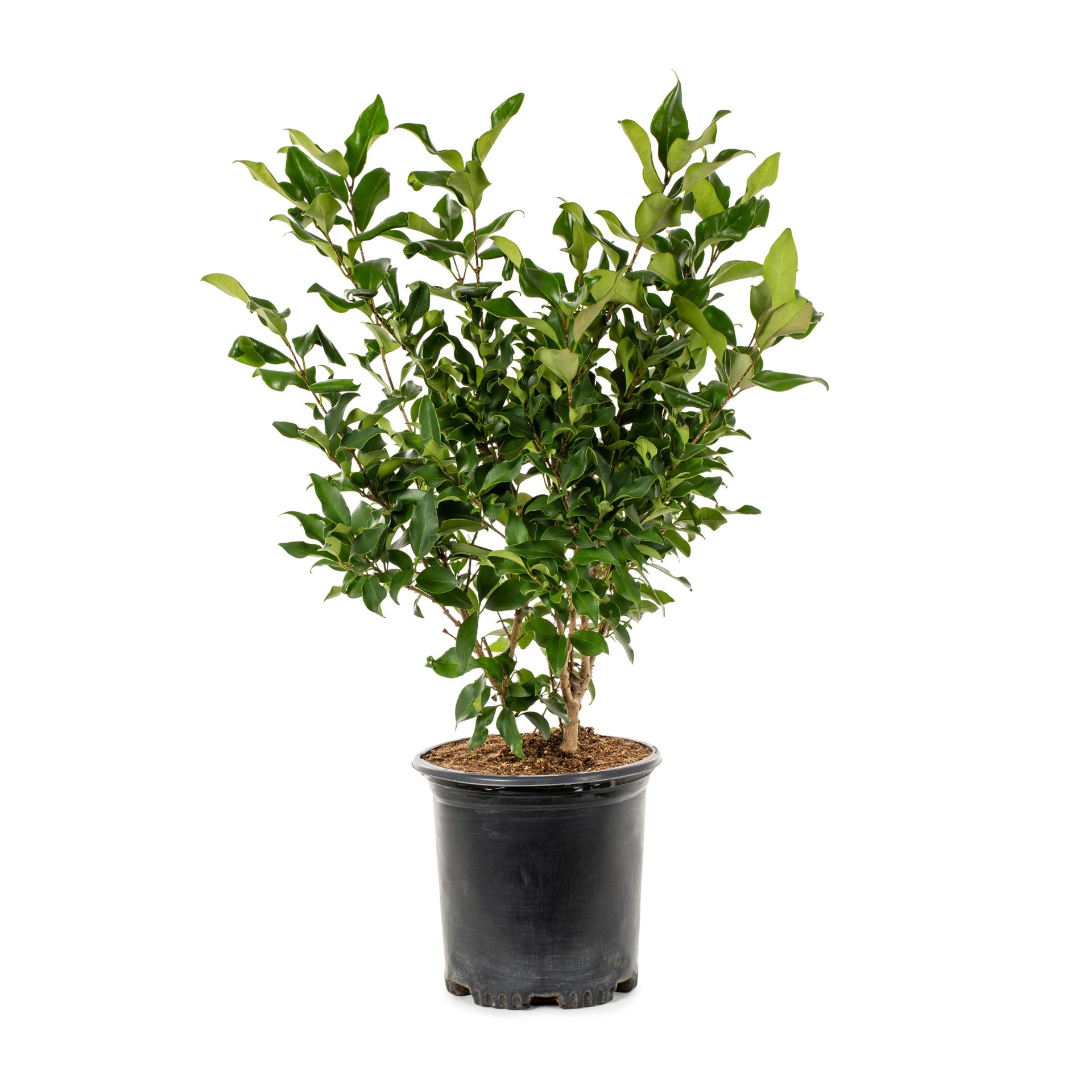 slide 1 of 2, Lowe's Wax Leaf Privet Texanum Shrub in 3.58-Gallon, 1 ct