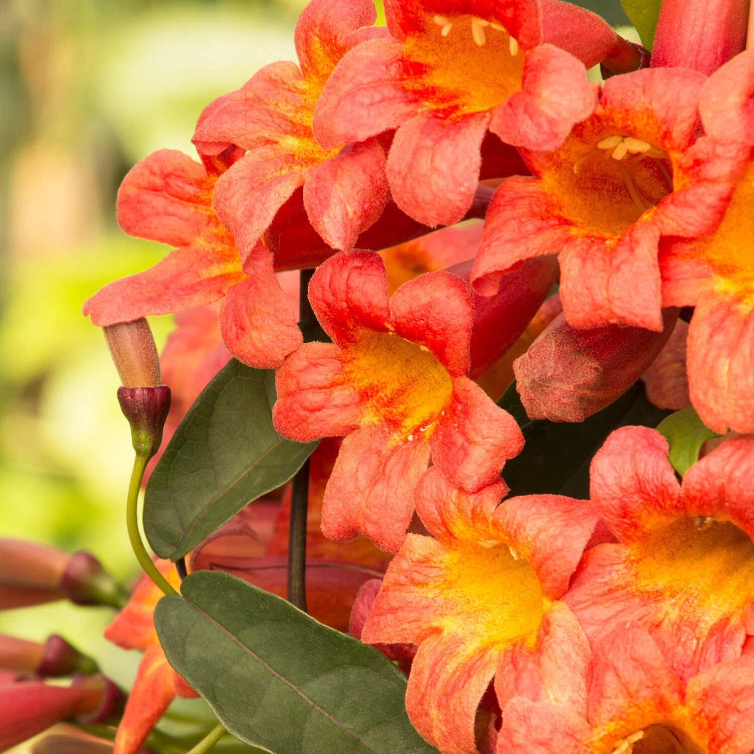 slide 2 of 2, Lowe's 3.58 -Gallon Crossvine, 1 ct