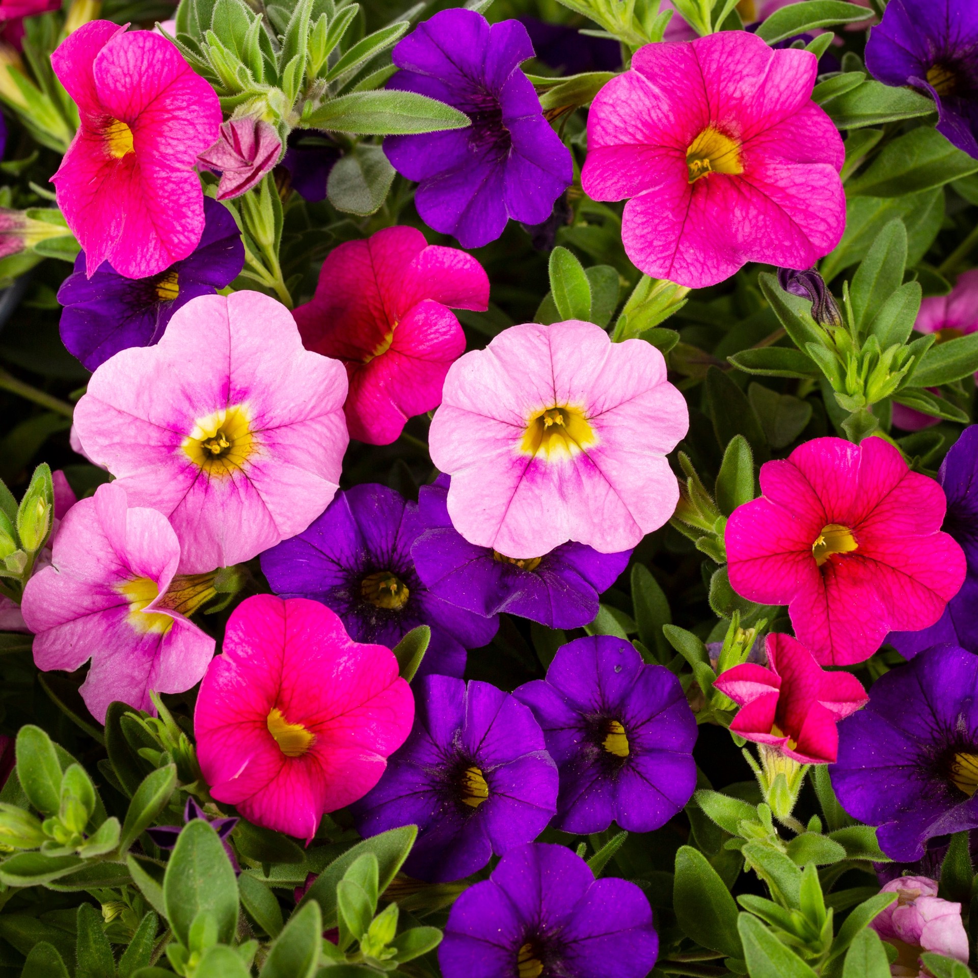 slide 2 of 4, Lowe's Multicolor Calibrachoa in 2.5-Gallon Planter, 1 ct