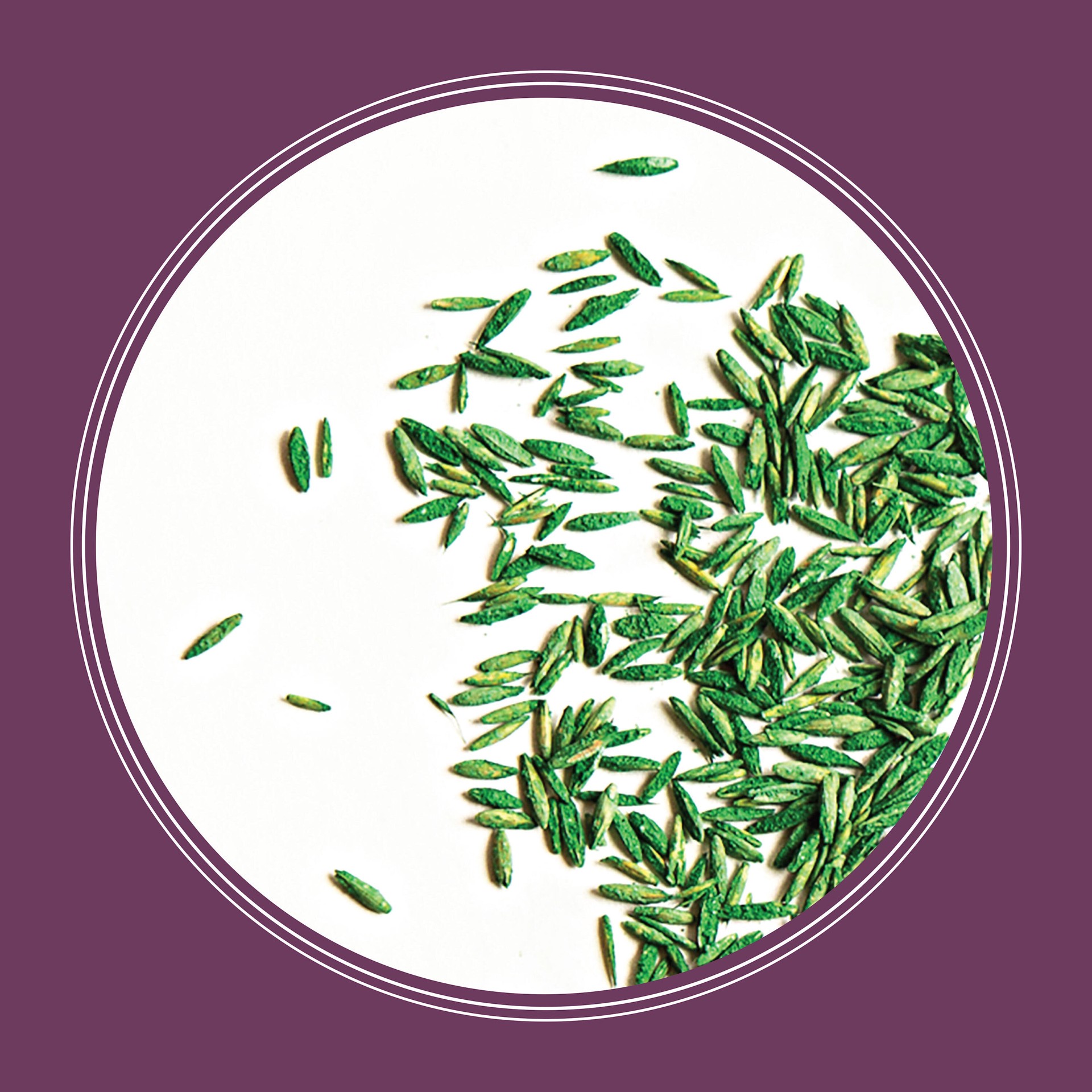 slide 3 of 6, Pennington The Rebels 3-lb Mixture/Blend Grass Seed, 1 ct