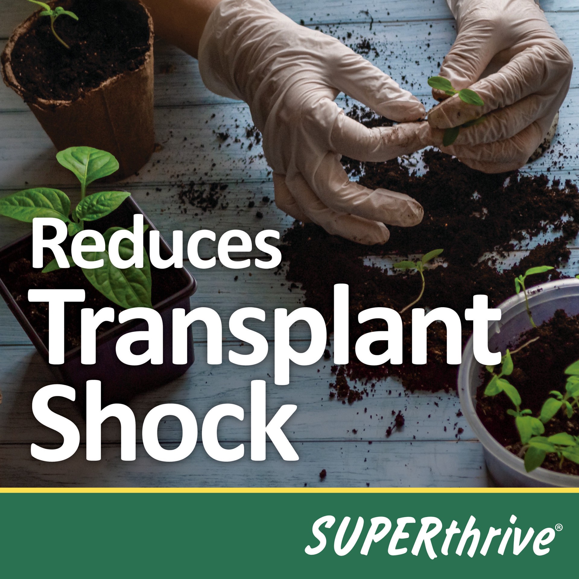 slide 6 of 6, SUPERthrive 4-fl oz 0.5-0-0 Liquid All-purpose Food, 1 ct