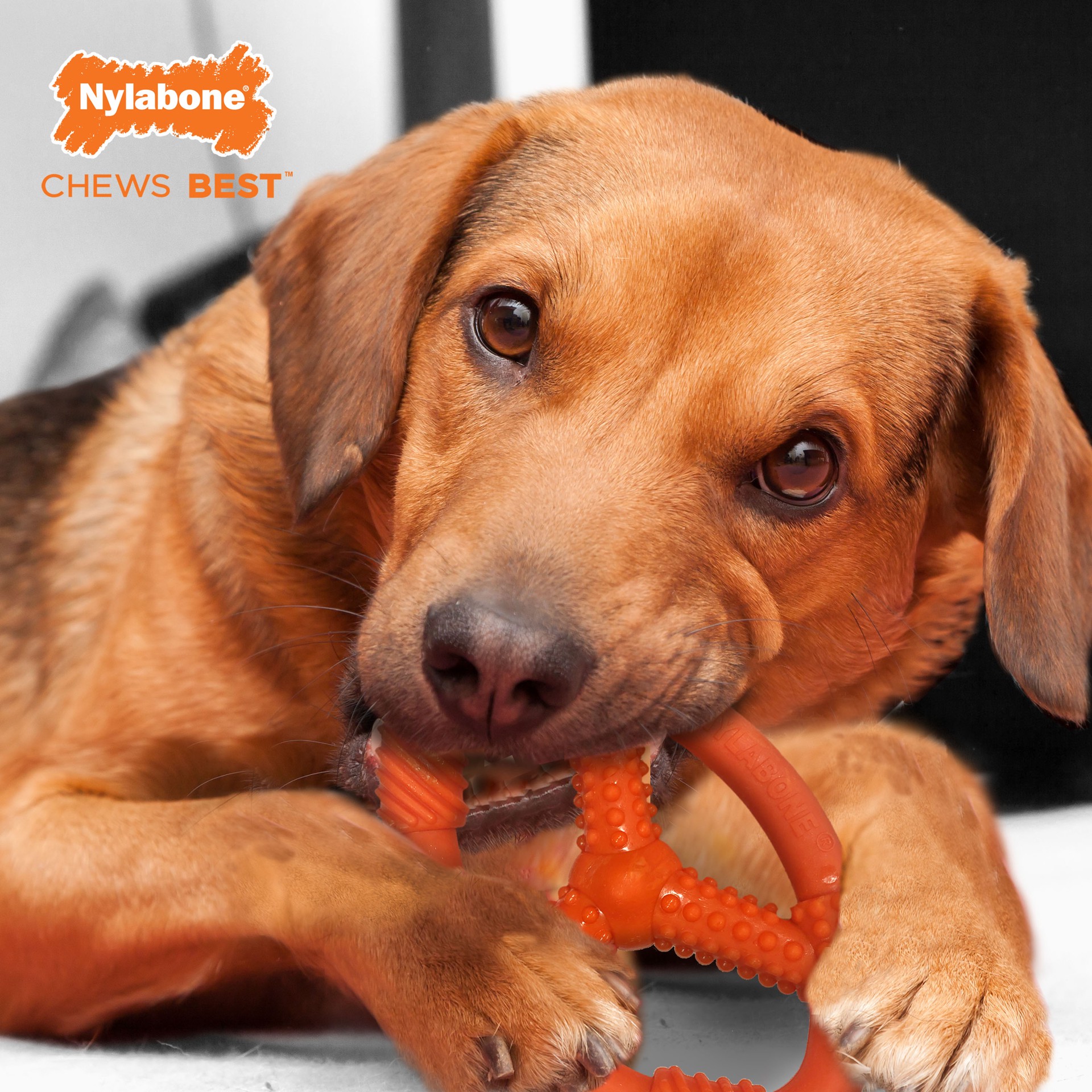 slide 3 of 6, Nylabone Moderate Chew Oval Ring Chicken Nylon Chew Dog Toy, 1 ct