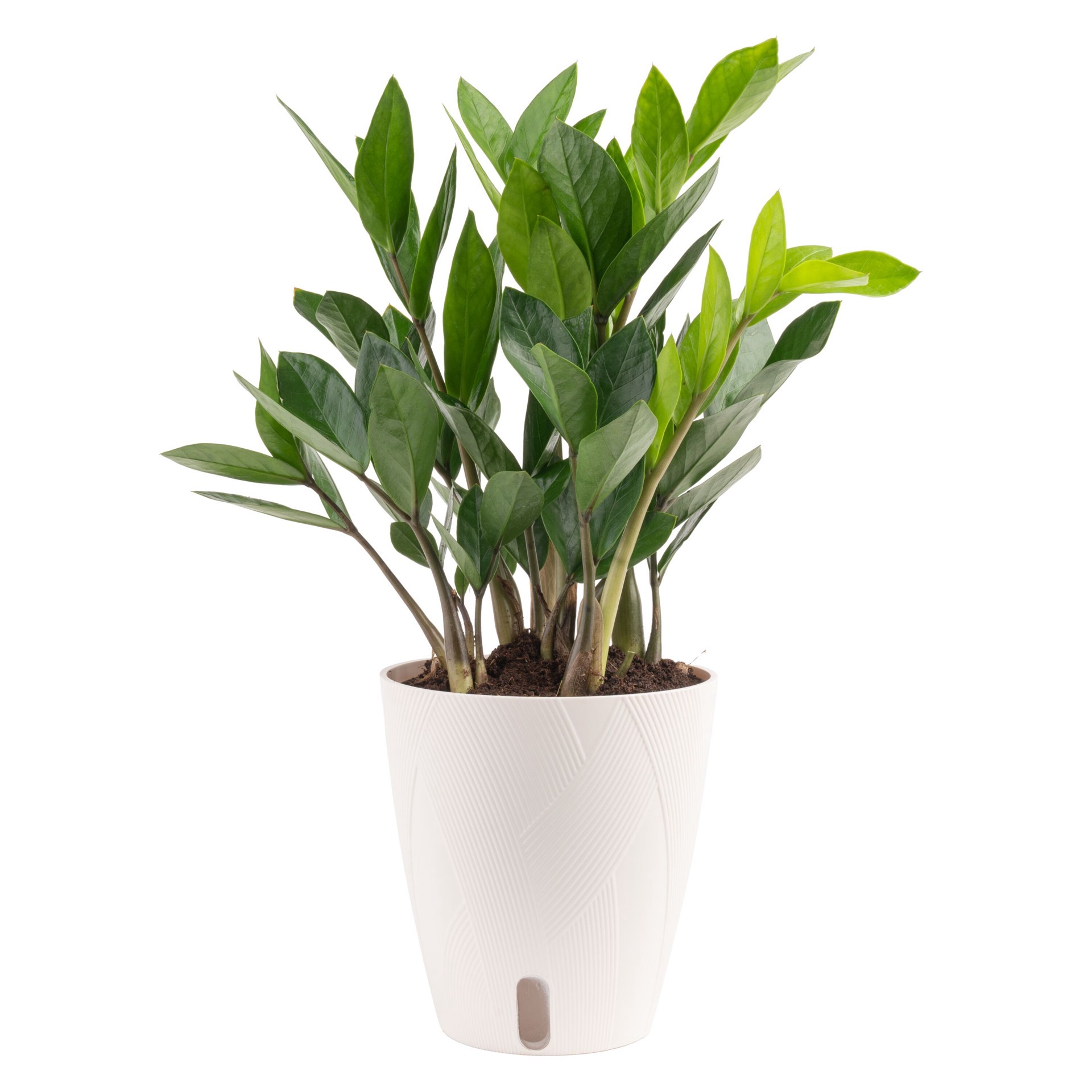 slide 2 of 6, Costa Farms Zamioculcas House plant in 1.4 Quart(s) Self-watering pot 1 -Pack, 1 ct
