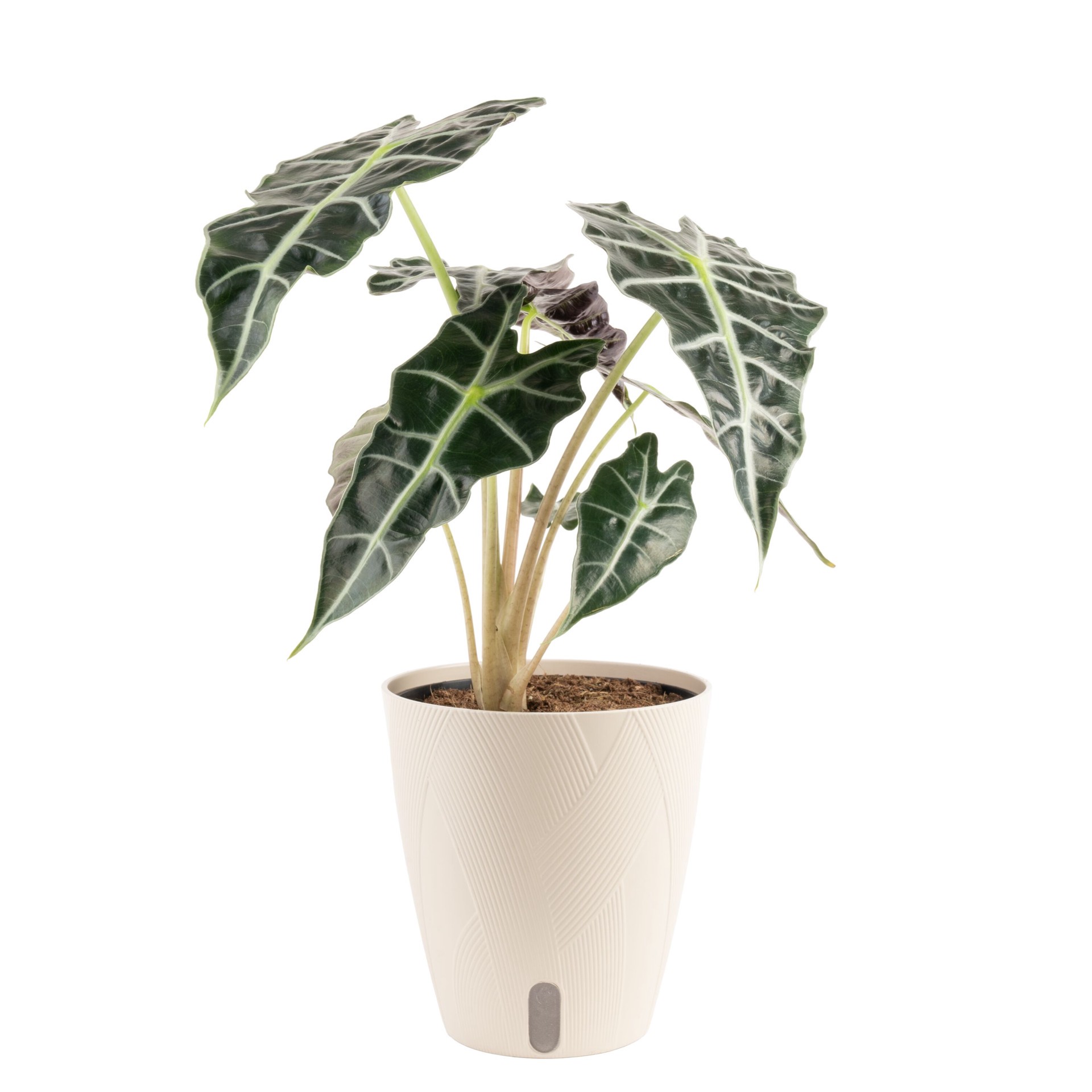 slide 2 of 6, Costa Farms Alocasia House plant in 1.4 Quart(s) Self-watering pot 1 -Pack, 1 ct