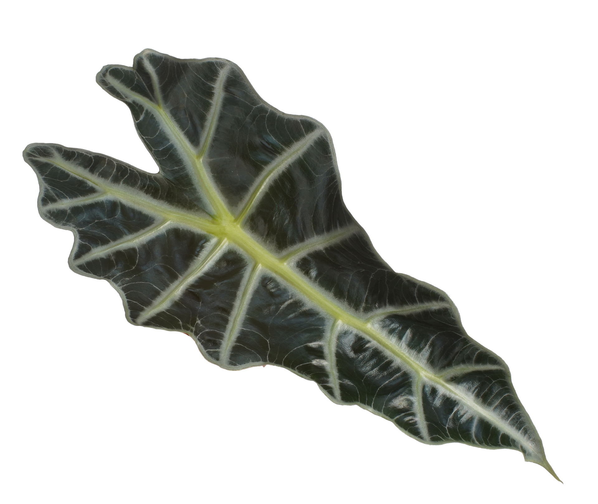 slide 3 of 6, Costa Farms Alocasia House plant in 1.4 Quart(s) Self-watering pot 1 -Pack, 1 ct