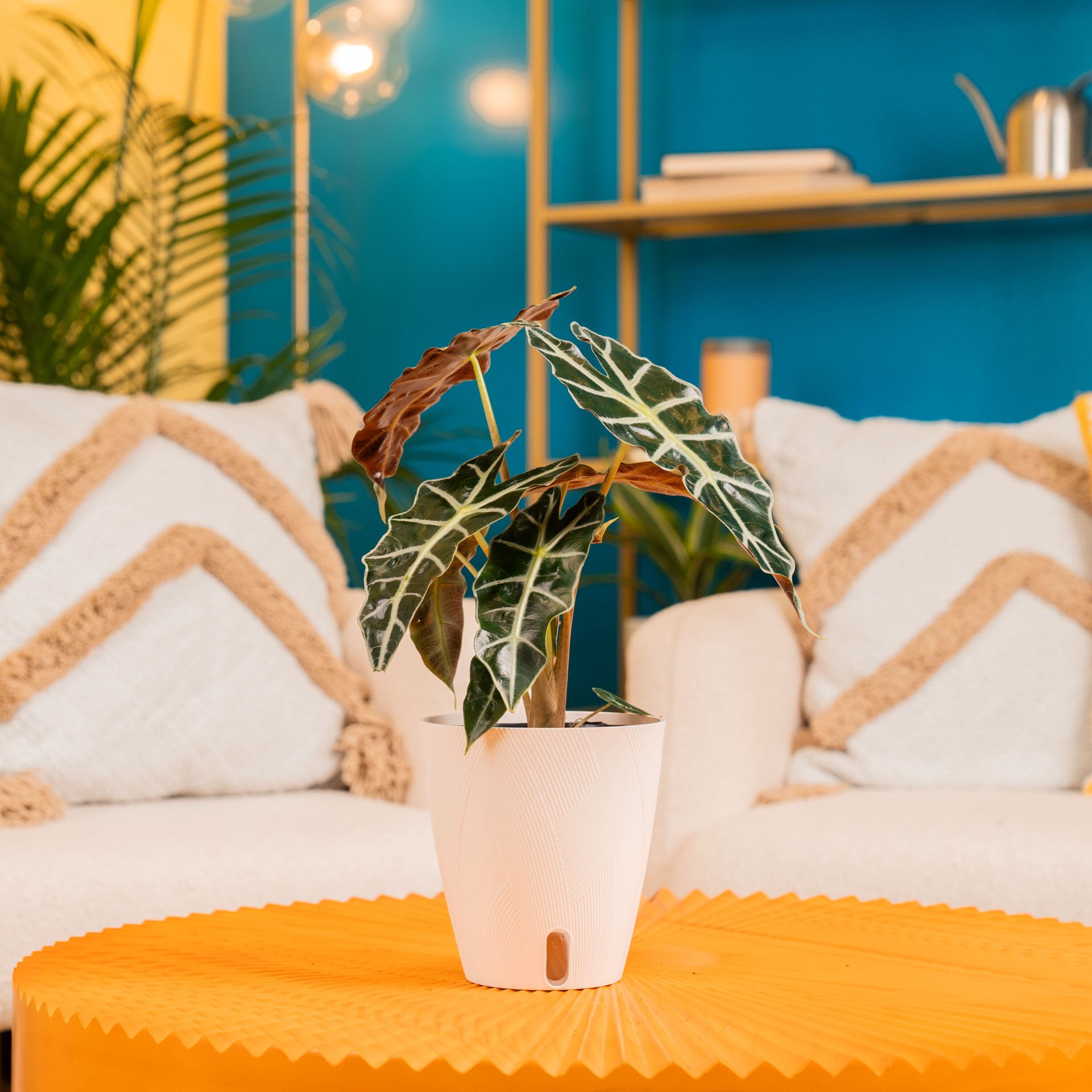 slide 4 of 6, Costa Farms Alocasia House plant in 1.4 Quart(s) Self-watering pot 1 -Pack, 1 ct