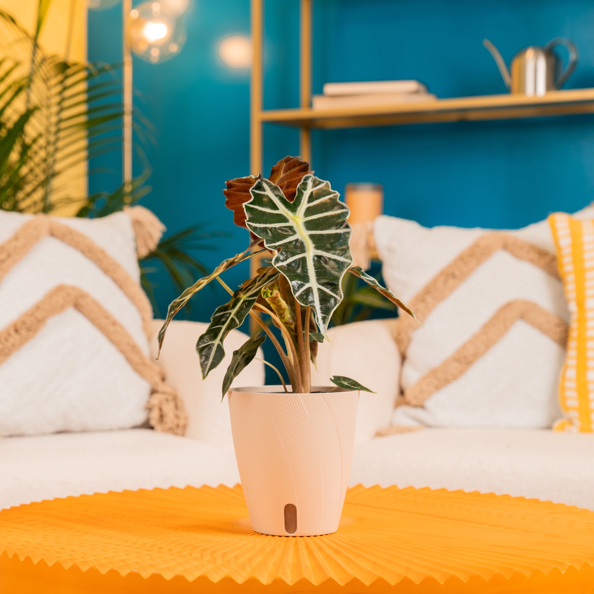 slide 5 of 6, Costa Farms Alocasia House plant in 1.4 Quart(s) Self-watering pot 1 -Pack, 1 ct