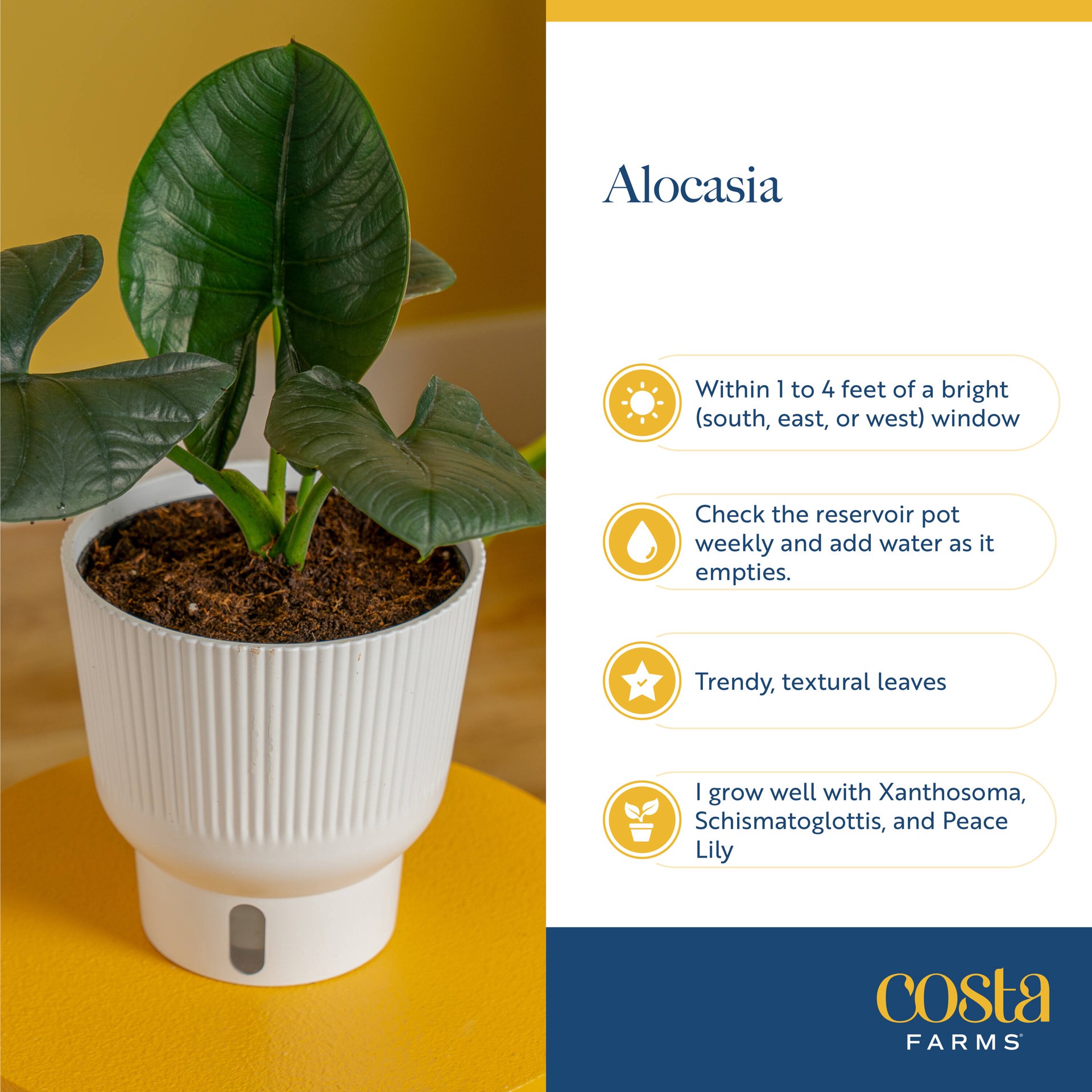 slide 6 of 6, Costa Farms Alocasia House plant in 1.4 Quart(s) Self-watering pot 1 -Pack, 1 ct