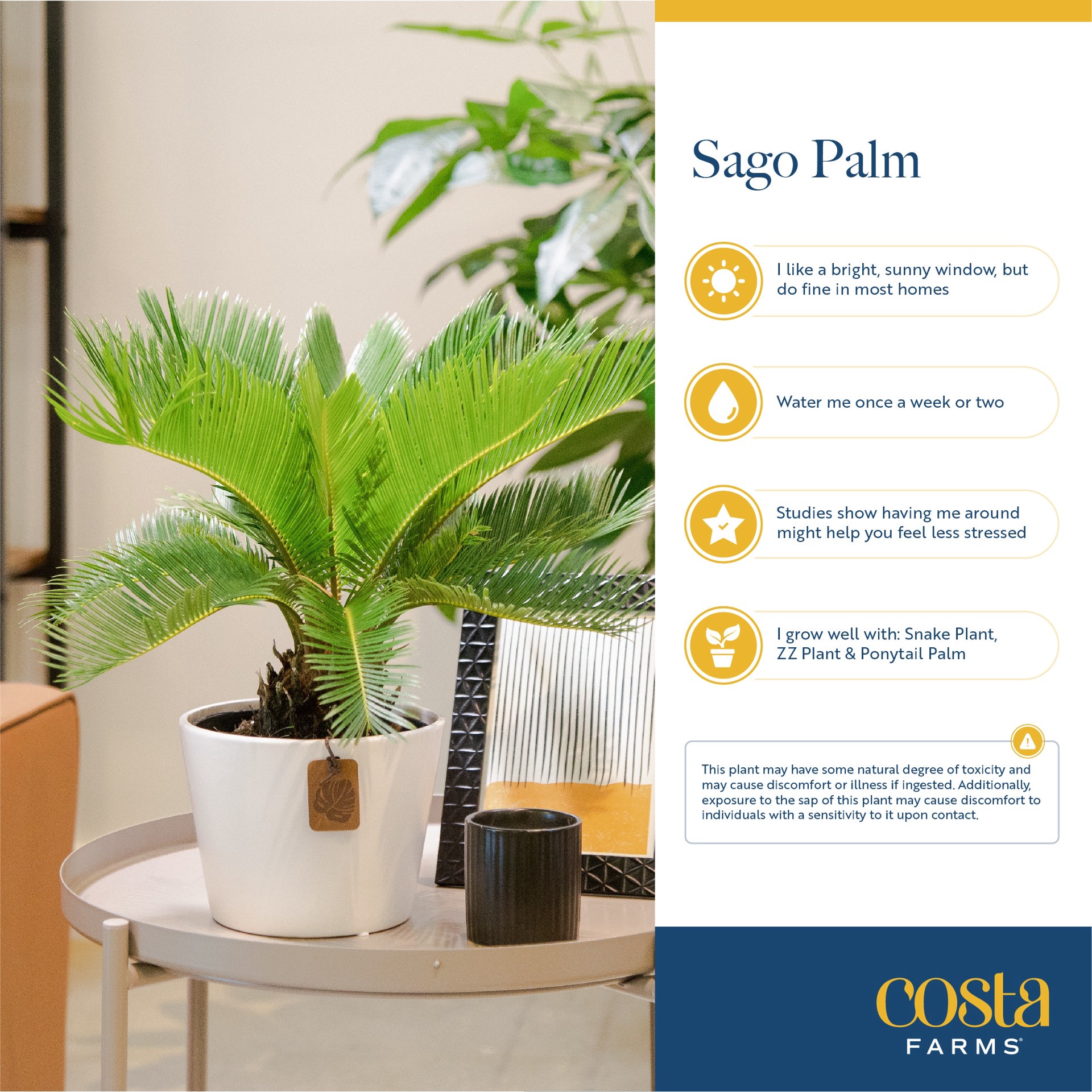slide 6 of 6, Costa Farms Sago Palm House plant in 1.4 Quart(s) Self-watering pot 1 -Pack, 1 ct