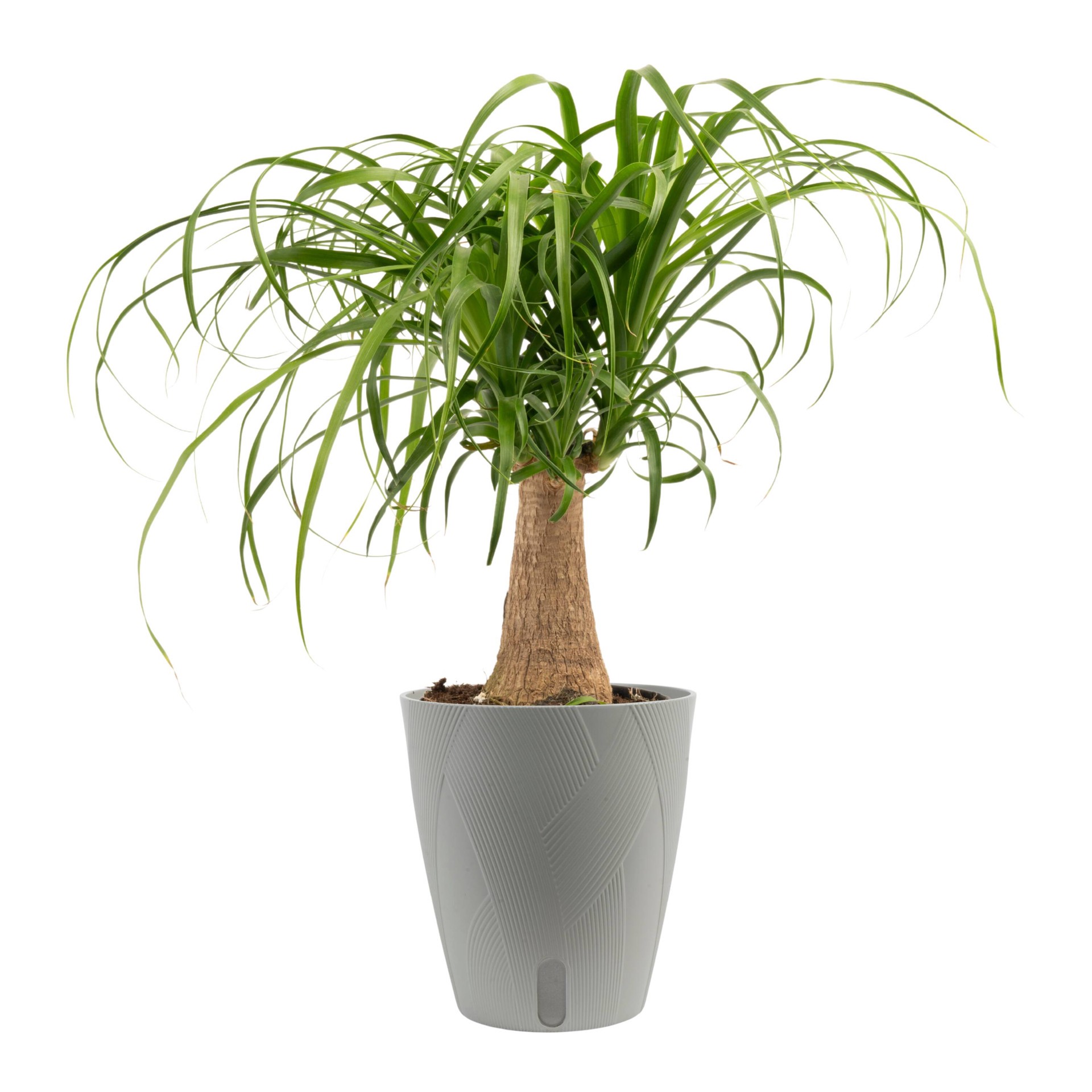slide 3 of 6, Costa Farms Ponytail Palm House plant in 1.4 Quart(s) Self-watering pot 1 -Pack, 1 ct
