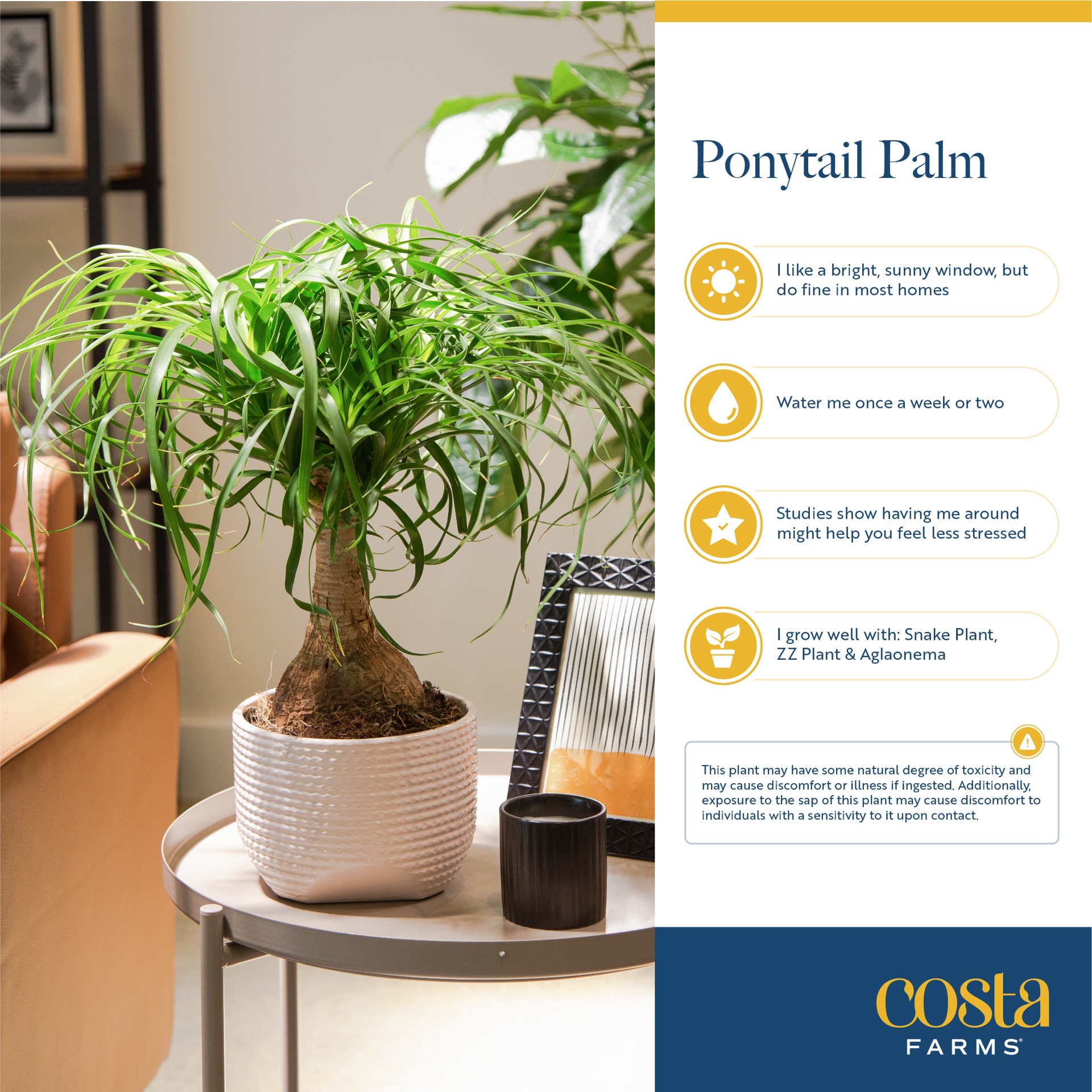 slide 5 of 6, Costa Farms Ponytail Palm House plant in 1.4 Quart(s) Self-watering pot 1 -Pack, 1 ct