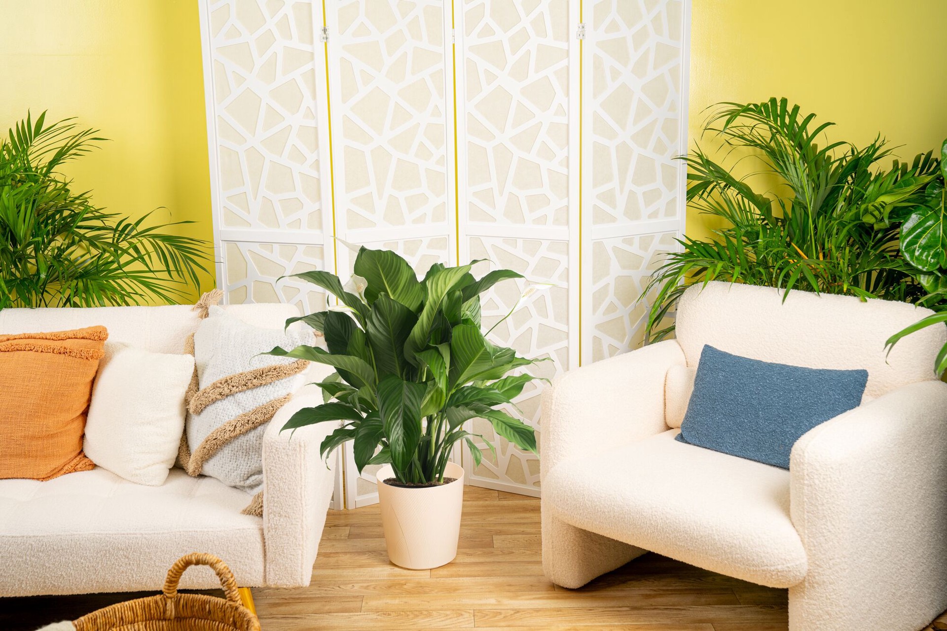 slide 3 of 6, Lowe's White Peace Lily House plant in 1.72 Gallon(s) Planter 1 -Pack, 1 ct