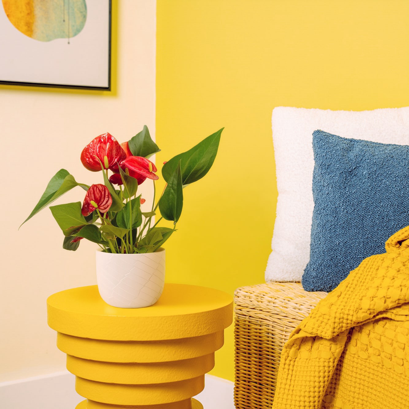 slide 3 of 6, Costa Farms Red Specialty Anthurium House plant in 14 Ounce(s) Planter 1 -Pack, 1 ct