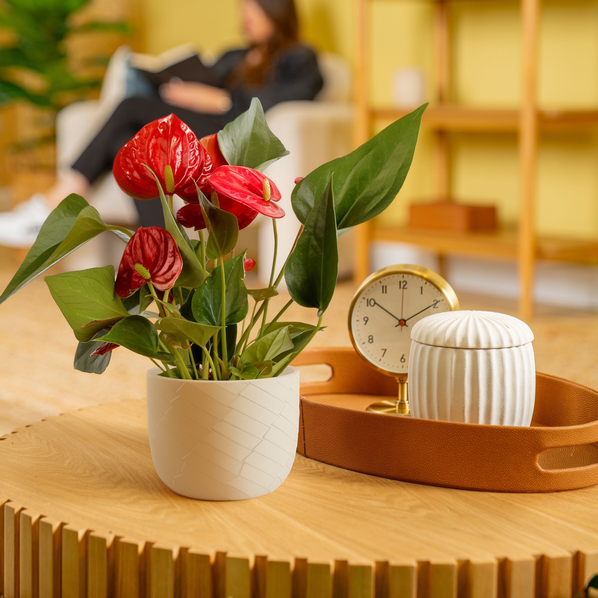 slide 4 of 6, Costa Farms Red Specialty Anthurium House plant in 14 Ounce(s) Planter 1 -Pack, 1 ct