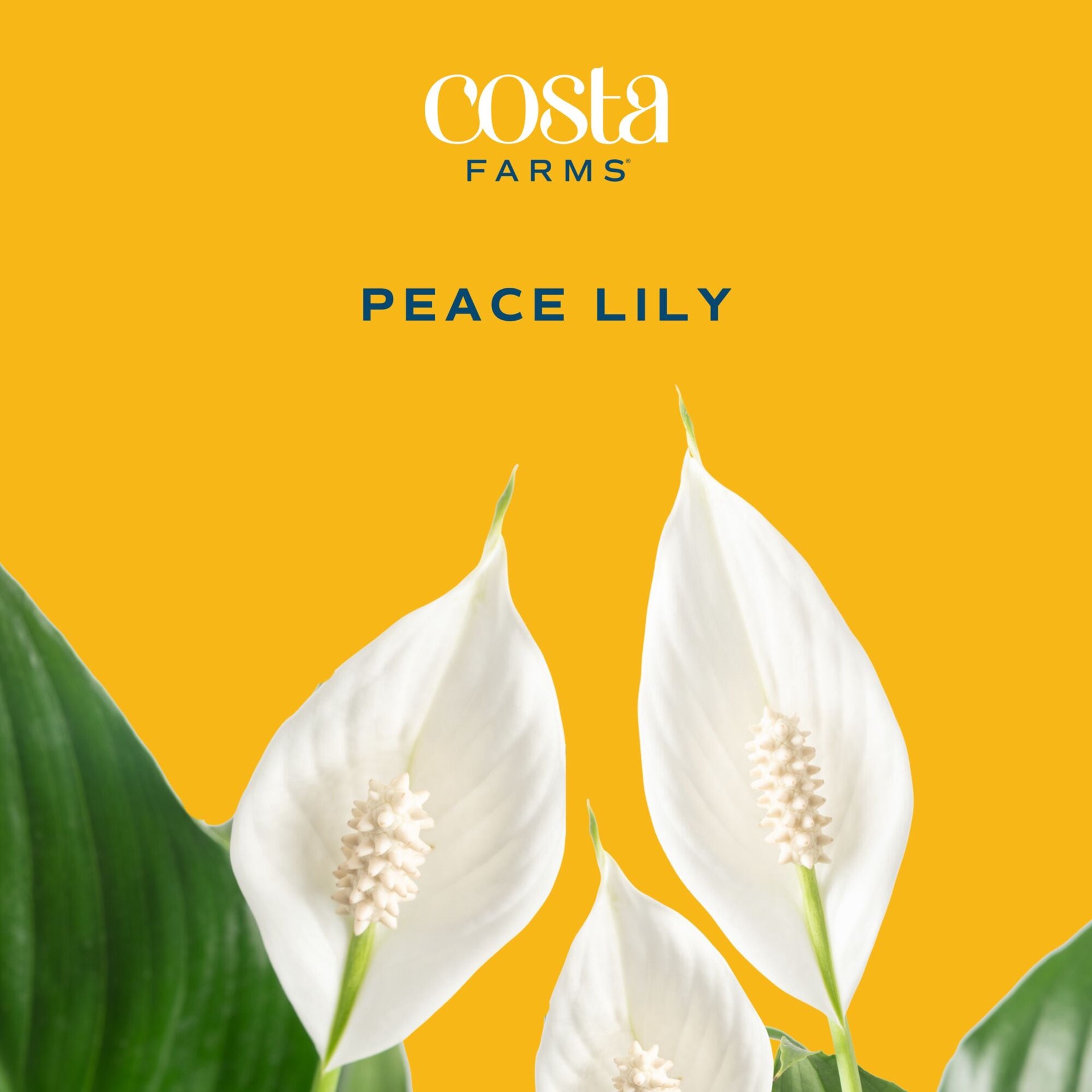 slide 2 of 6, Costa Farms White Peace Lily House plant in 1.4 Quart(s) Self-watering pot 1 -Pack, 1 ct