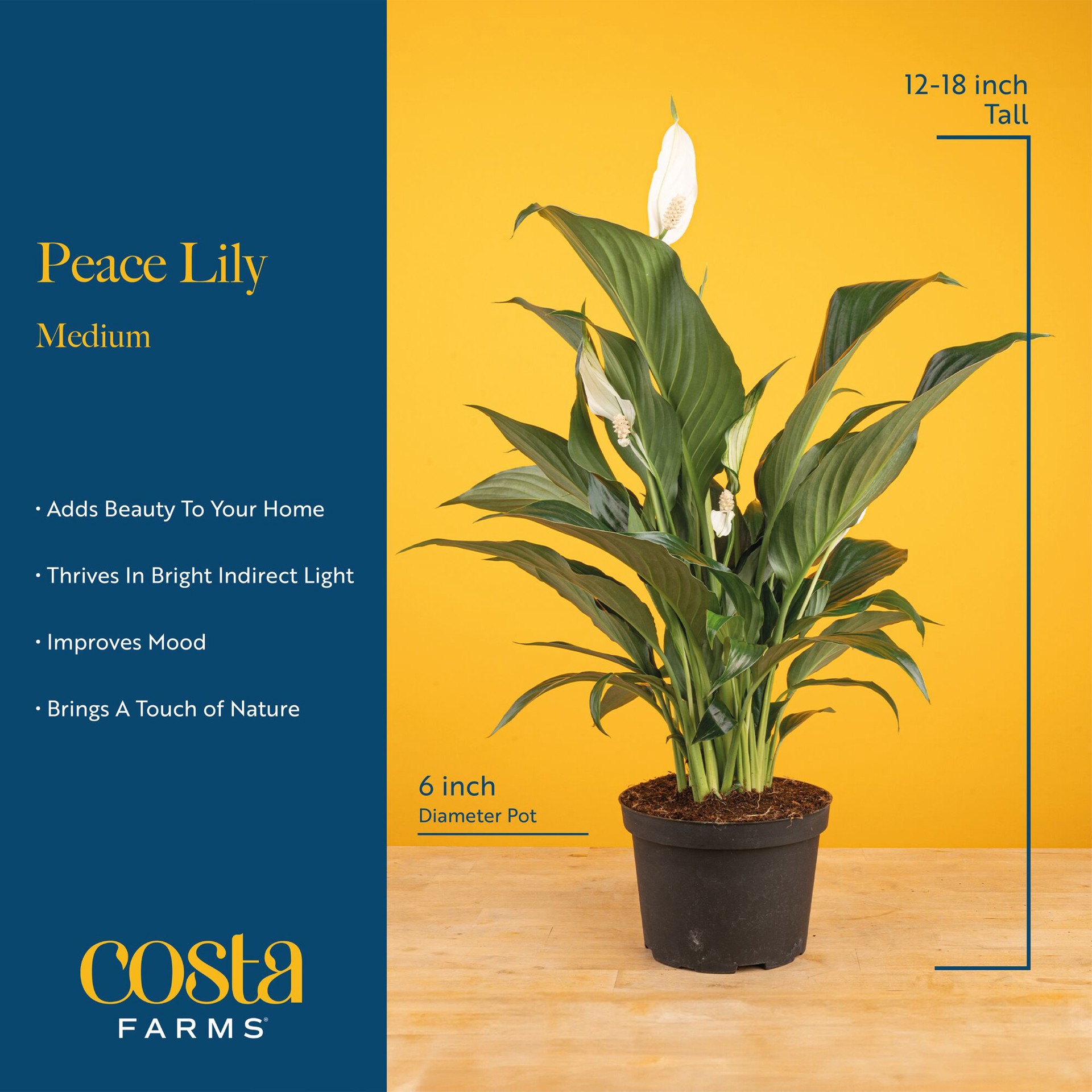 slide 5 of 6, Costa Farms White Peace Lily House plant in 1.4 Quart(s) Self-watering pot 1 -Pack, 1 ct