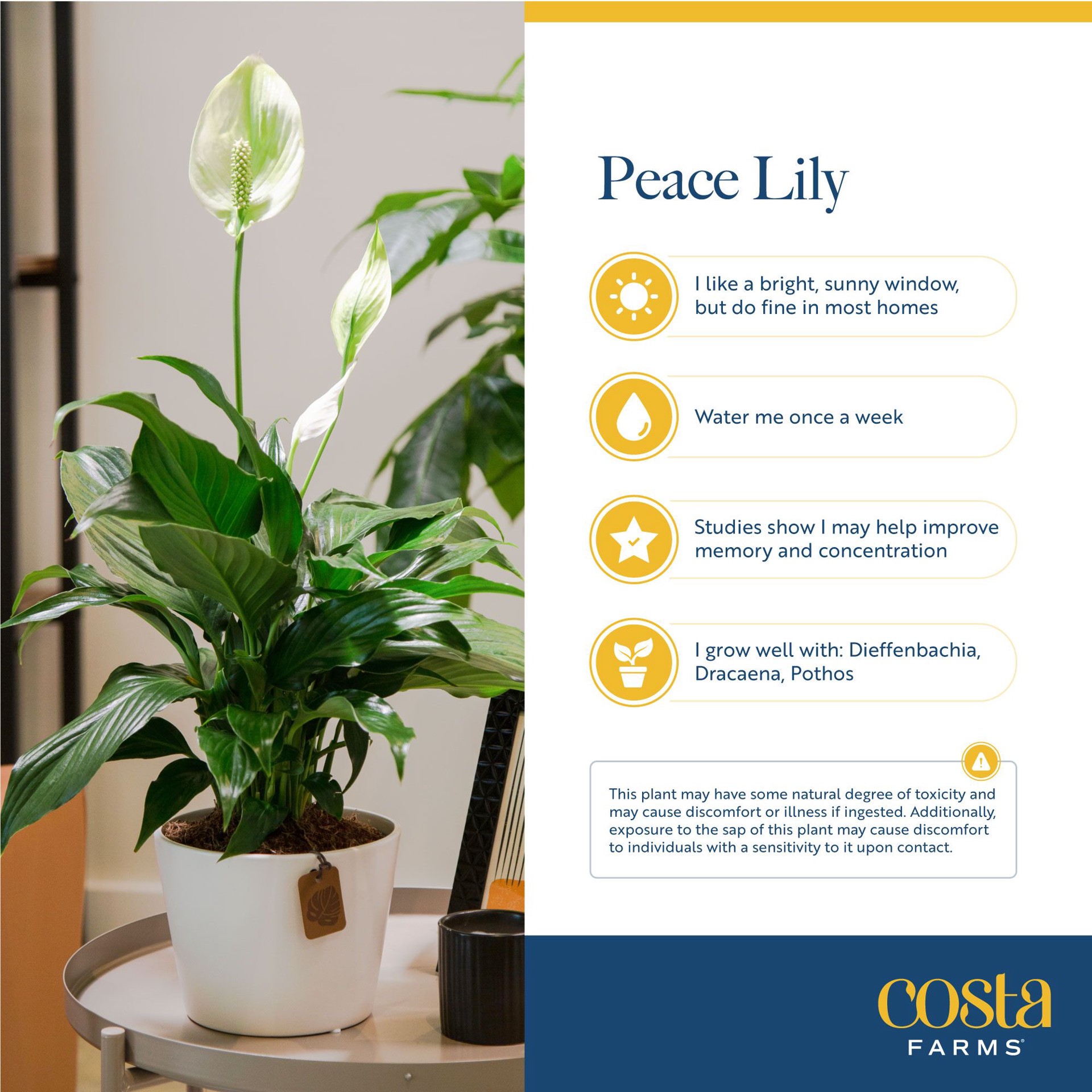 slide 6 of 6, Costa Farms White Peace Lily House plant in 1.4 Quart(s) Self-watering pot 1 -Pack, 1 ct