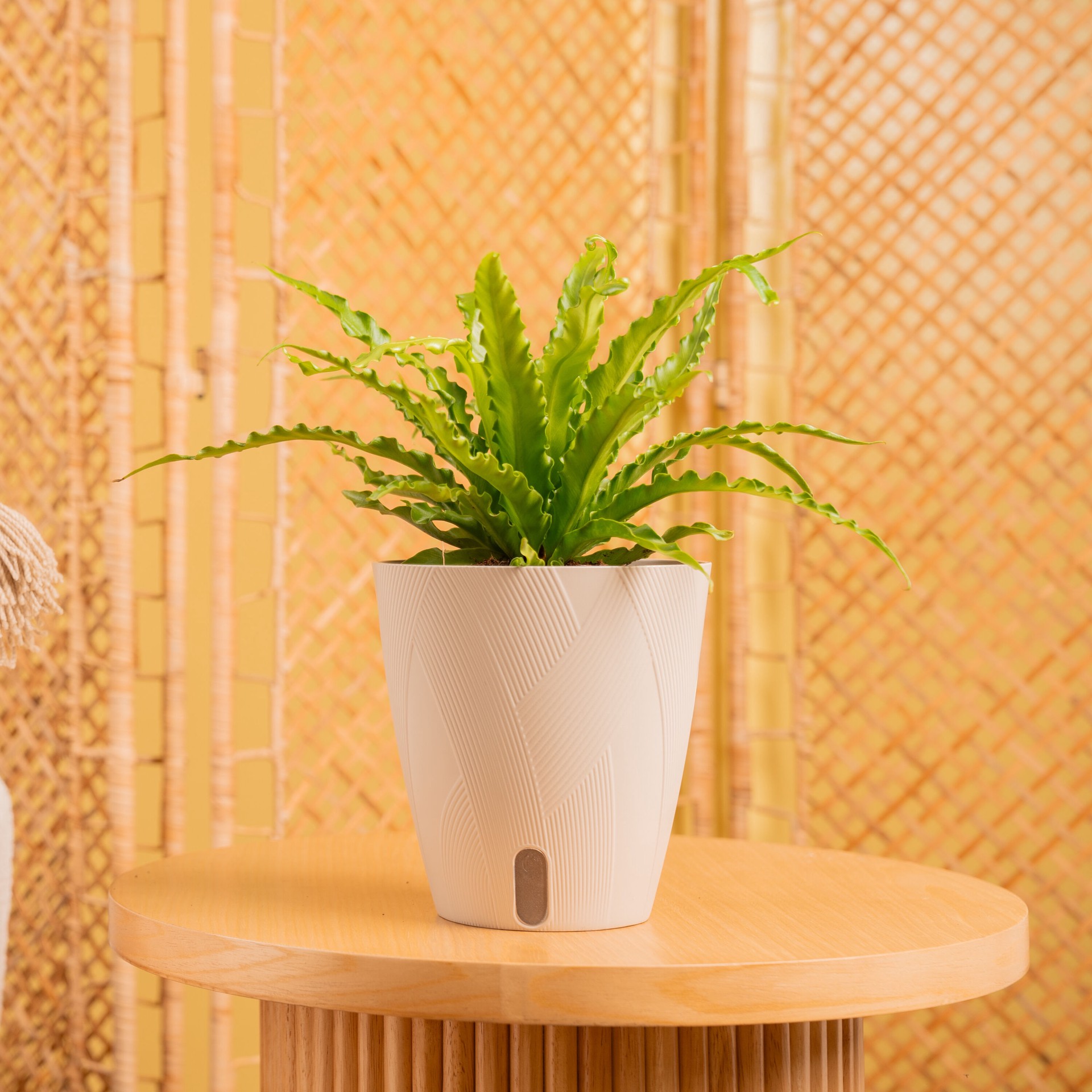 slide 3 of 6, Costa Farms Bird's Nest Fern House plant in 1.4 Quart(s) Self-watering pot 1 -Pack, 1 ct