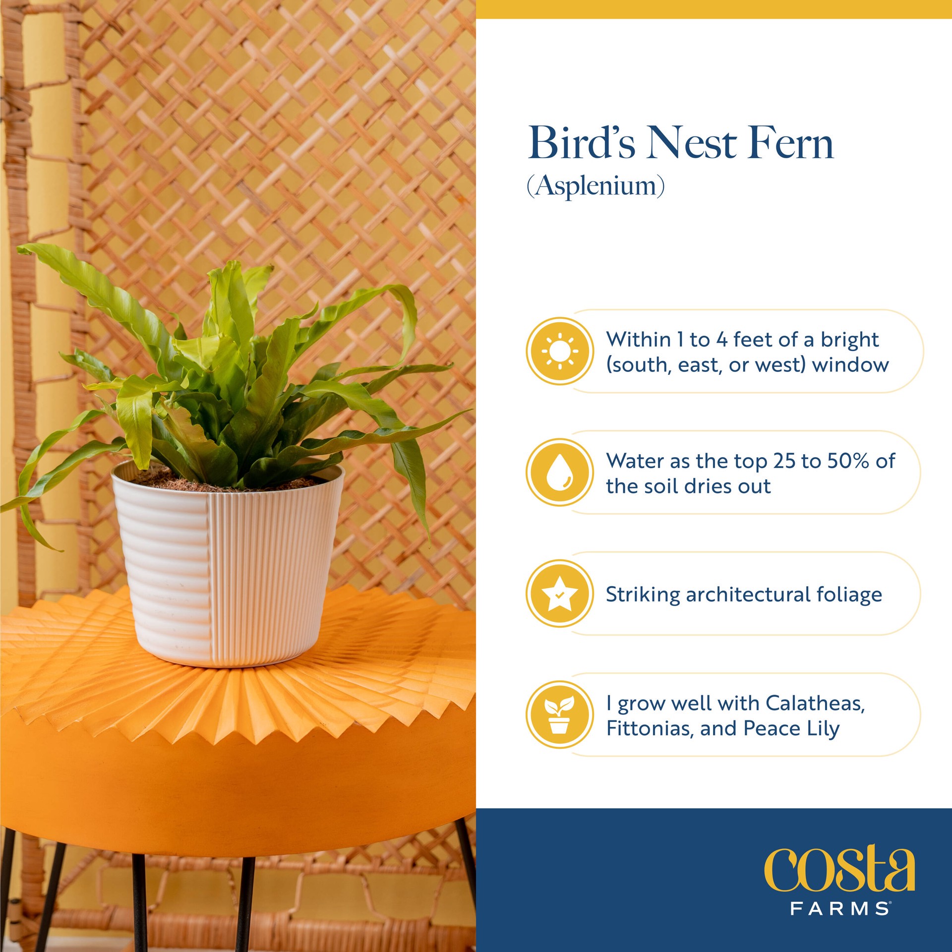 slide 5 of 6, Costa Farms Bird's Nest Fern House plant in 1.4 Quart(s) Self-watering pot 1 -Pack, 1 ct