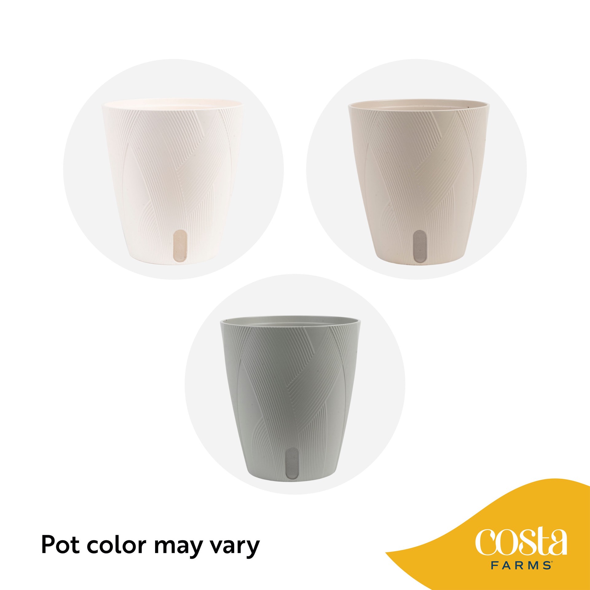 slide 6 of 6, Costa Farms Bird's Nest Fern House plant in 1.4 Quart(s) Self-watering pot 1 -Pack, 1 ct