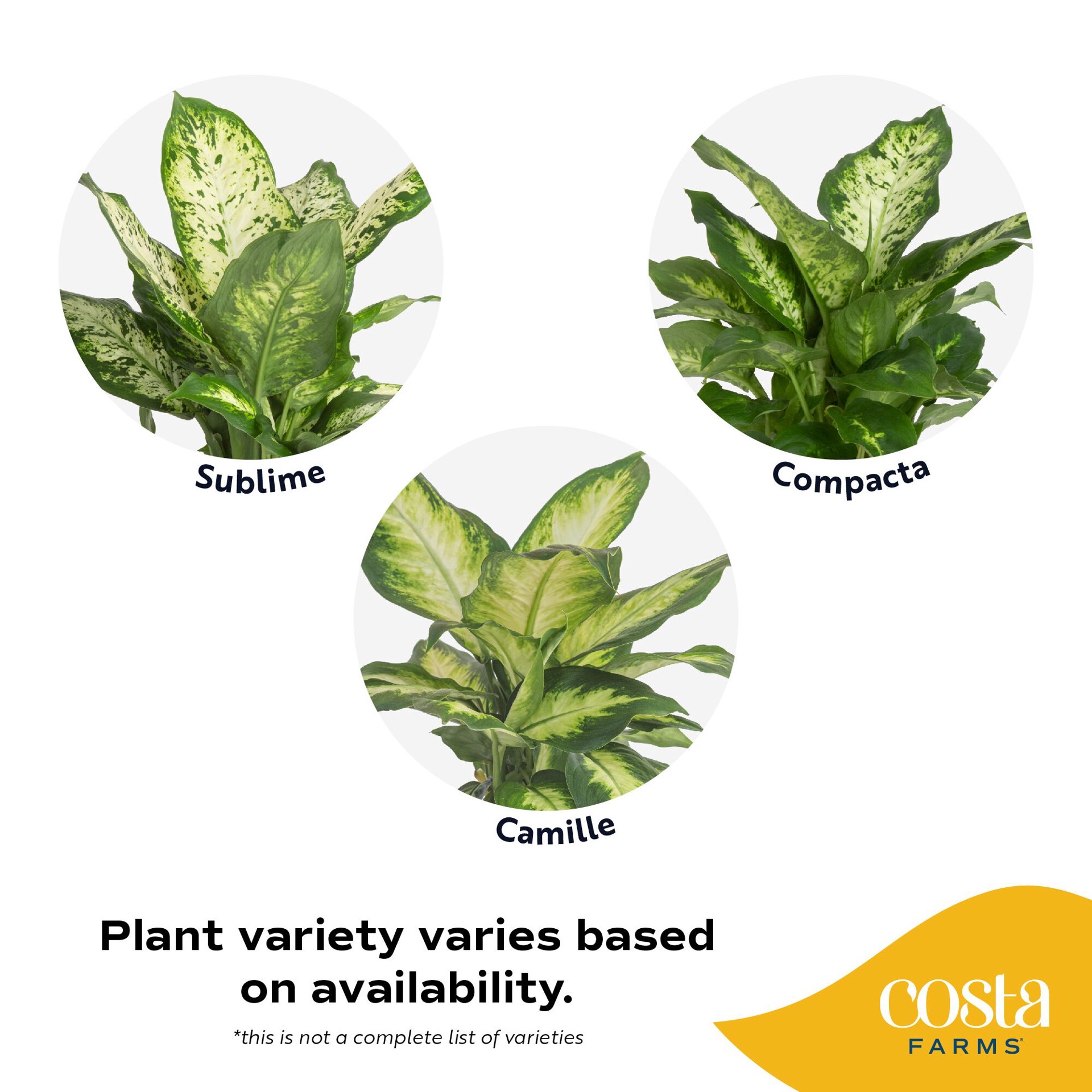 slide 2 of 6, Costa Farms Dieffenbachia House plant in 1.4 Quart(s) Self-watering pot 1 -Pack, 1 ct