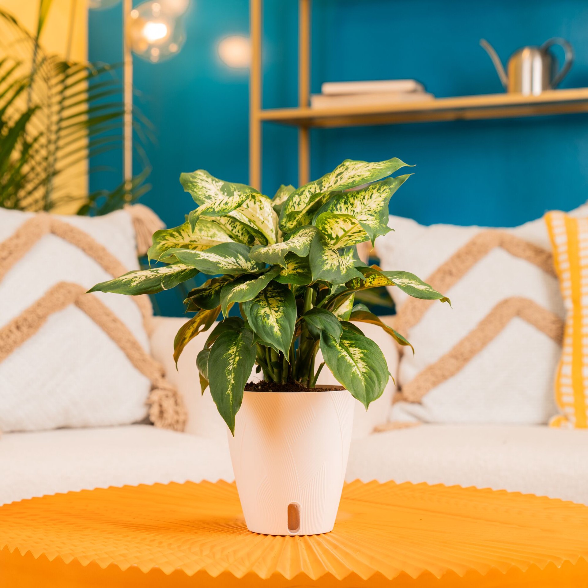 slide 3 of 6, Costa Farms Dieffenbachia House plant in 1.4 Quart(s) Self-watering pot 1 -Pack, 1 ct