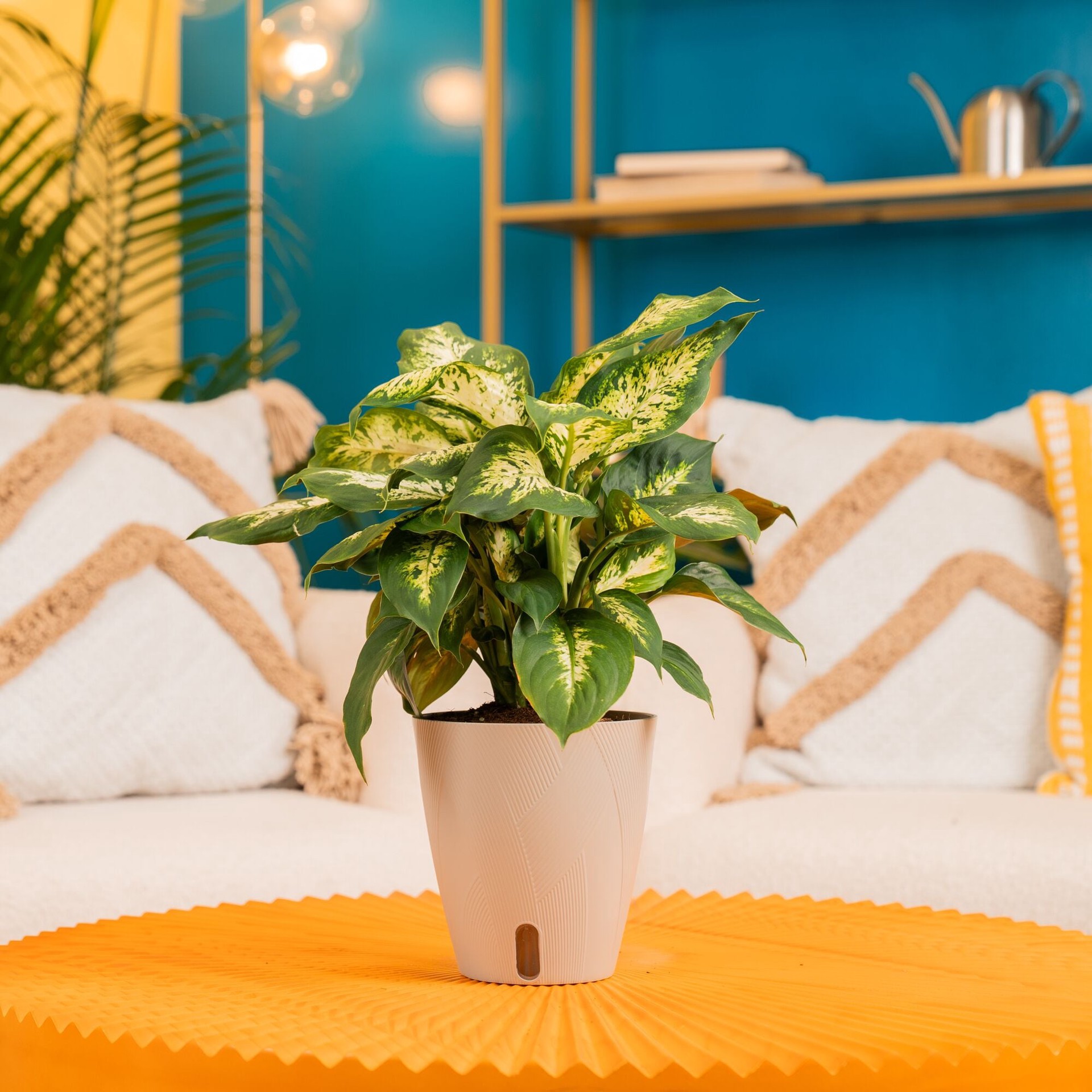 slide 4 of 6, Costa Farms Dieffenbachia House plant in 1.4 Quart(s) Self-watering pot 1 -Pack, 1 ct