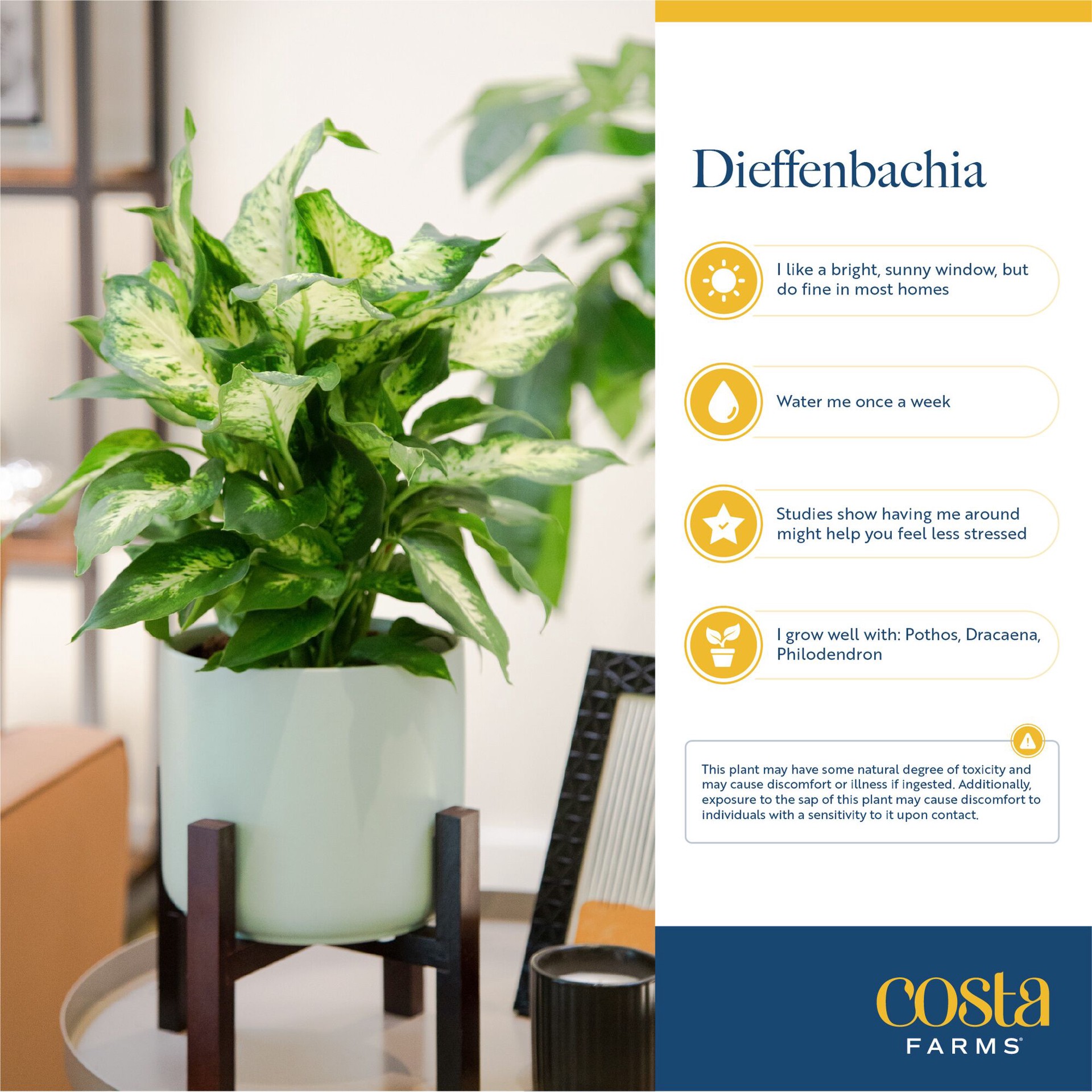 slide 6 of 6, Costa Farms Dieffenbachia House plant in 1.4 Quart(s) Self-watering pot 1 -Pack, 1 ct