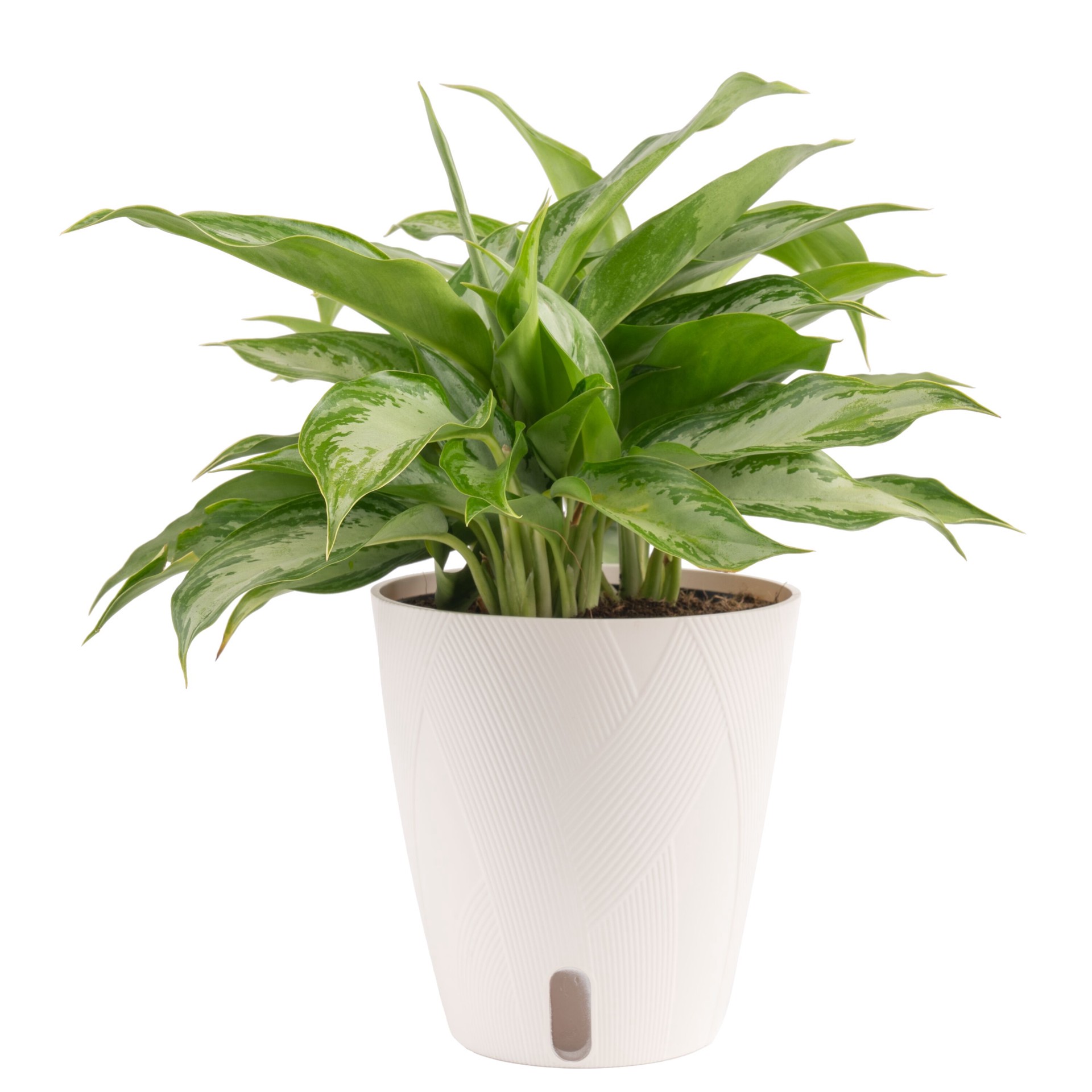 slide 2 of 6, Costa Farms Aglaonema House plant in 1.4 Quart(s) Self-watering pot 1 -Pack, 1 ct