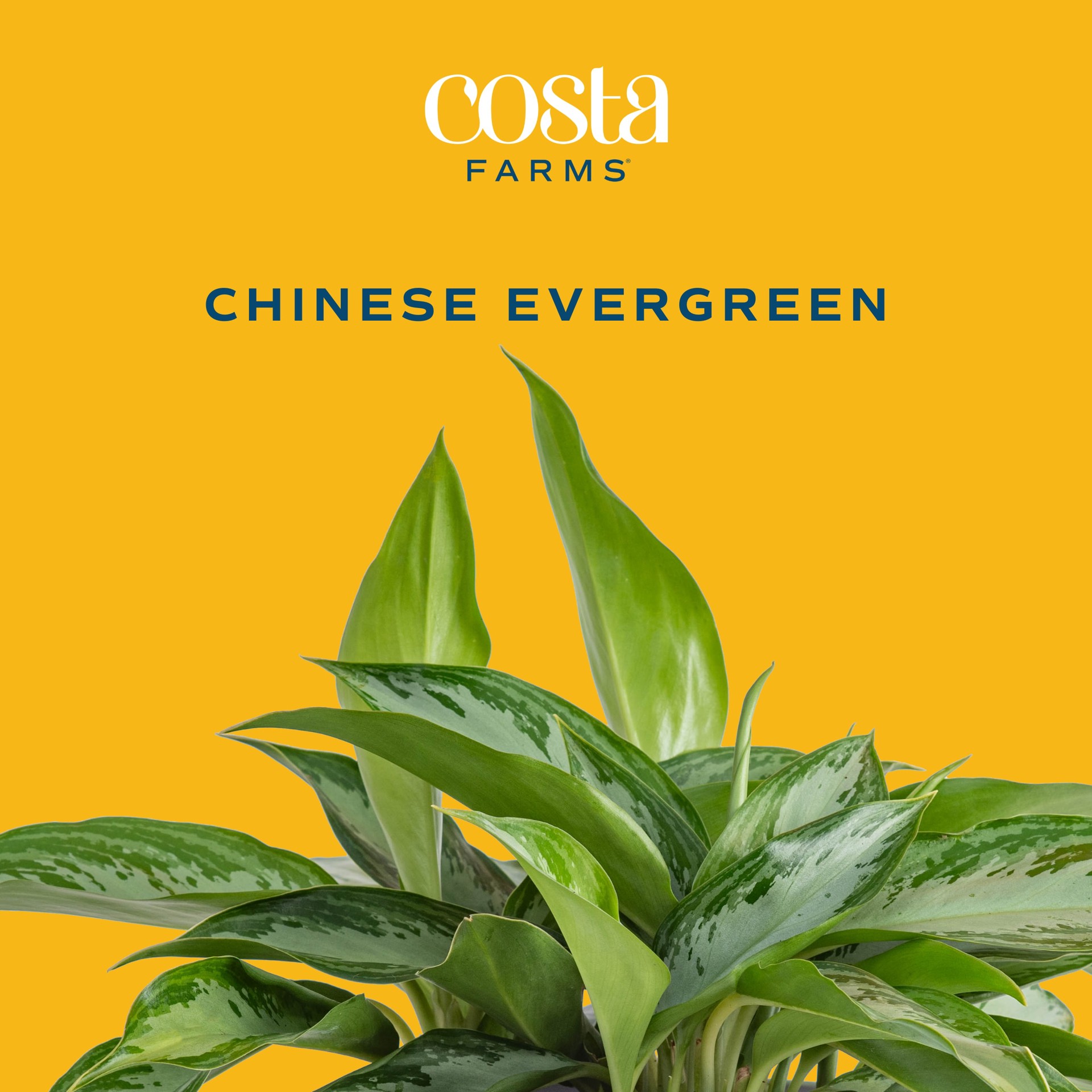 slide 3 of 6, Costa Farms Aglaonema House plant in 1.4 Quart(s) Self-watering pot 1 -Pack, 1 ct