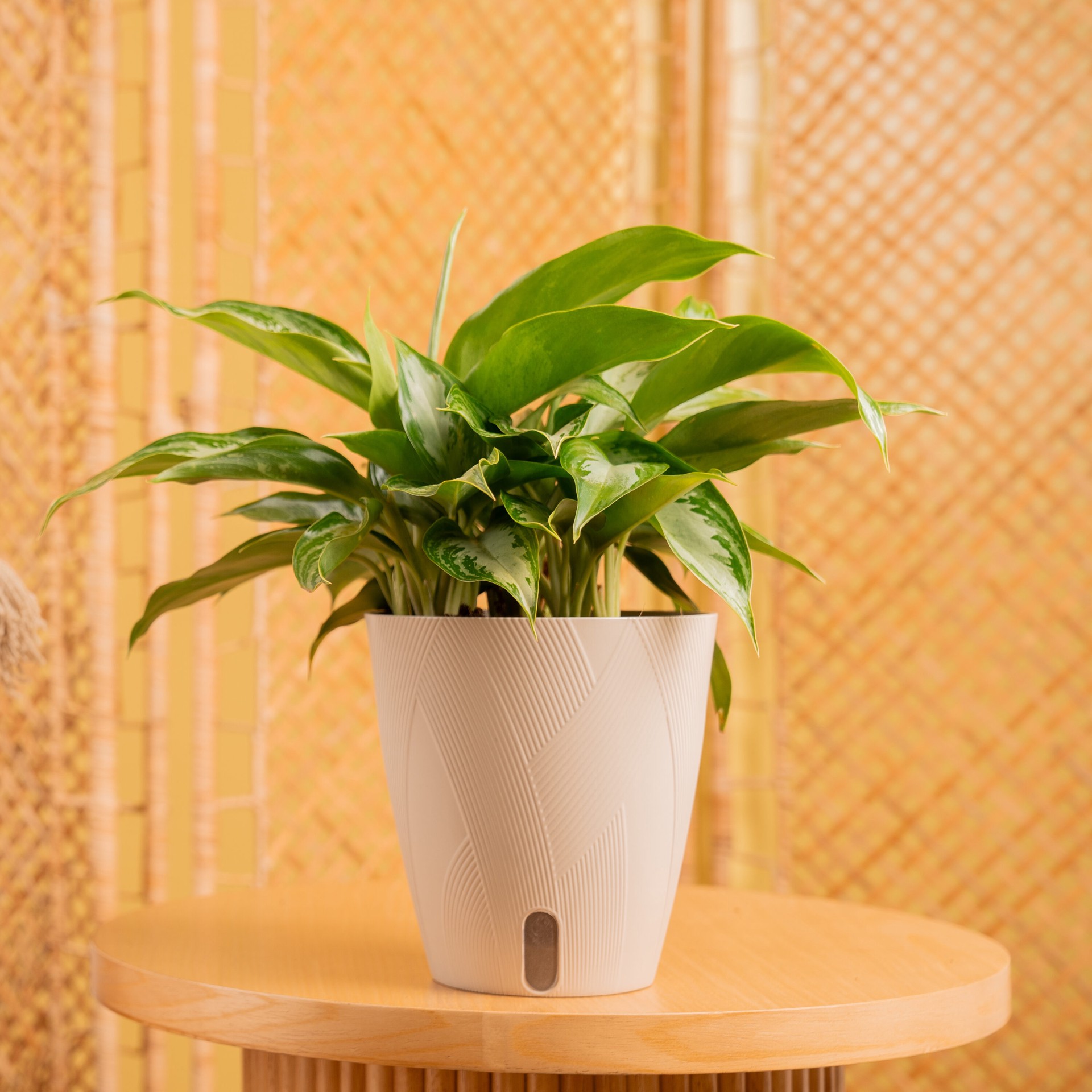 slide 4 of 6, Costa Farms Aglaonema House plant in 1.4 Quart(s) Self-watering pot 1 -Pack, 1 ct