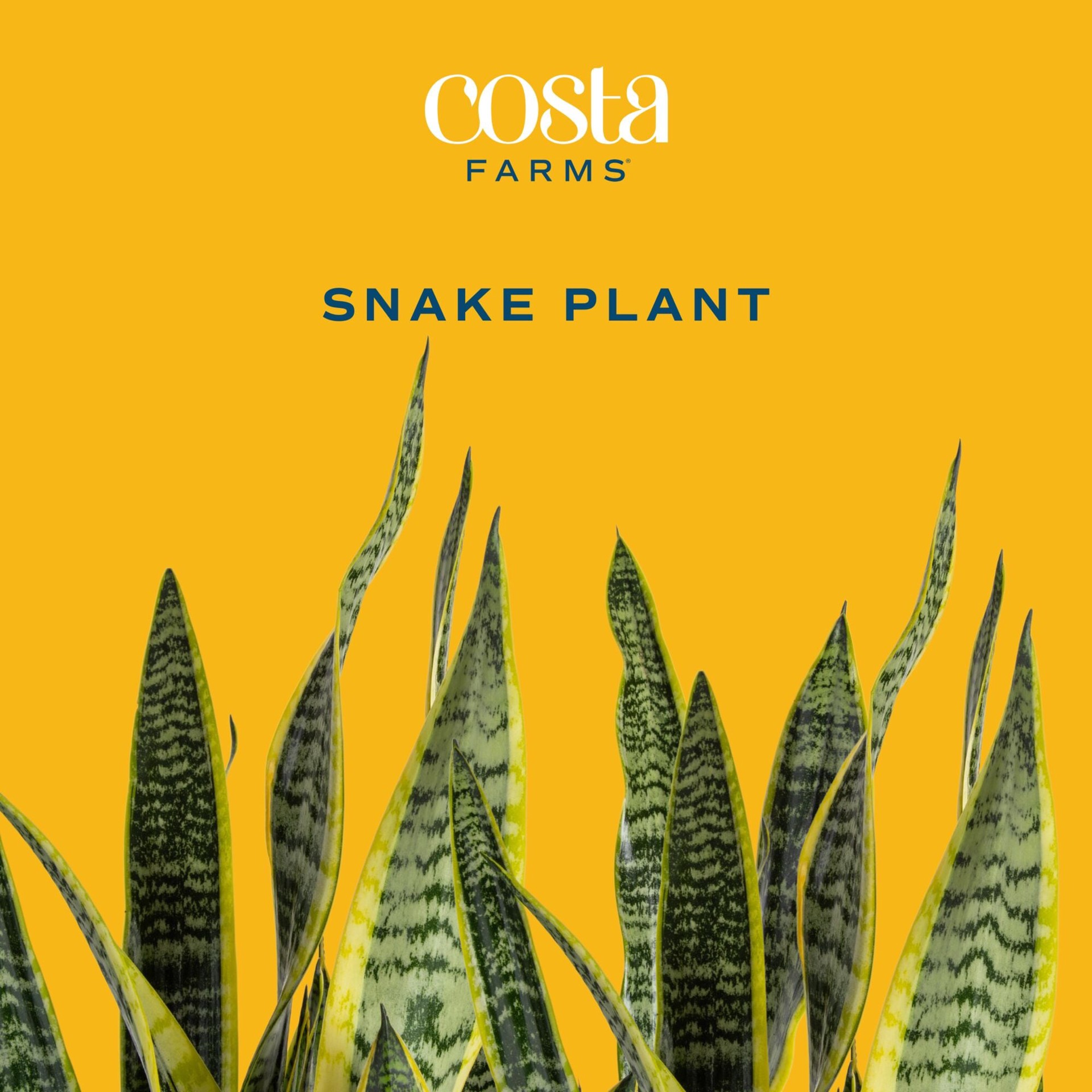 slide 2 of 6, Costa Farms Assorted. Sansevieria House plant in 1.4 Quart(s) Self-watering pot 1 -Pack, 1 ct