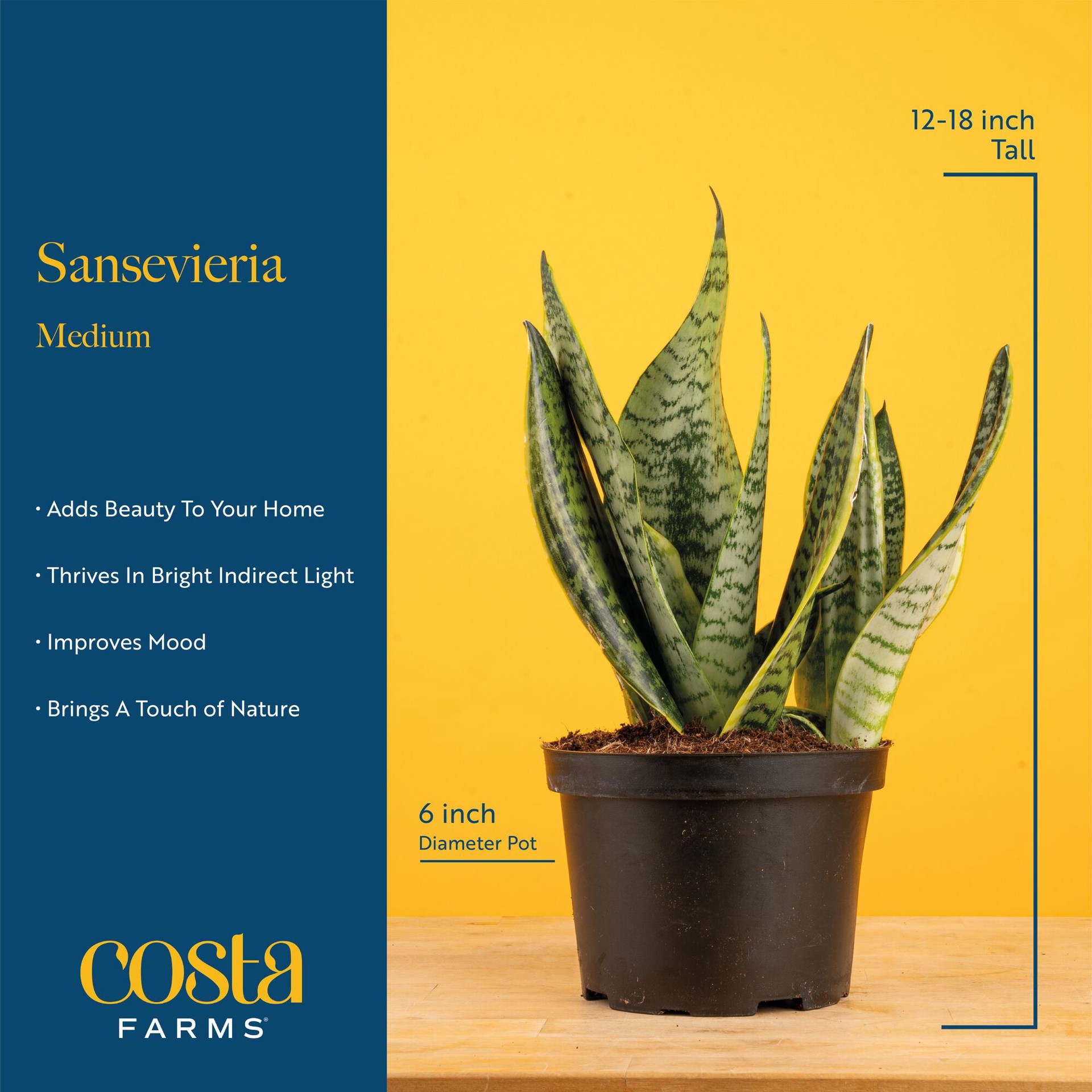 slide 5 of 6, Costa Farms Assorted. Sansevieria House plant in 1.4 Quart(s) Self-watering pot 1 -Pack, 1 ct