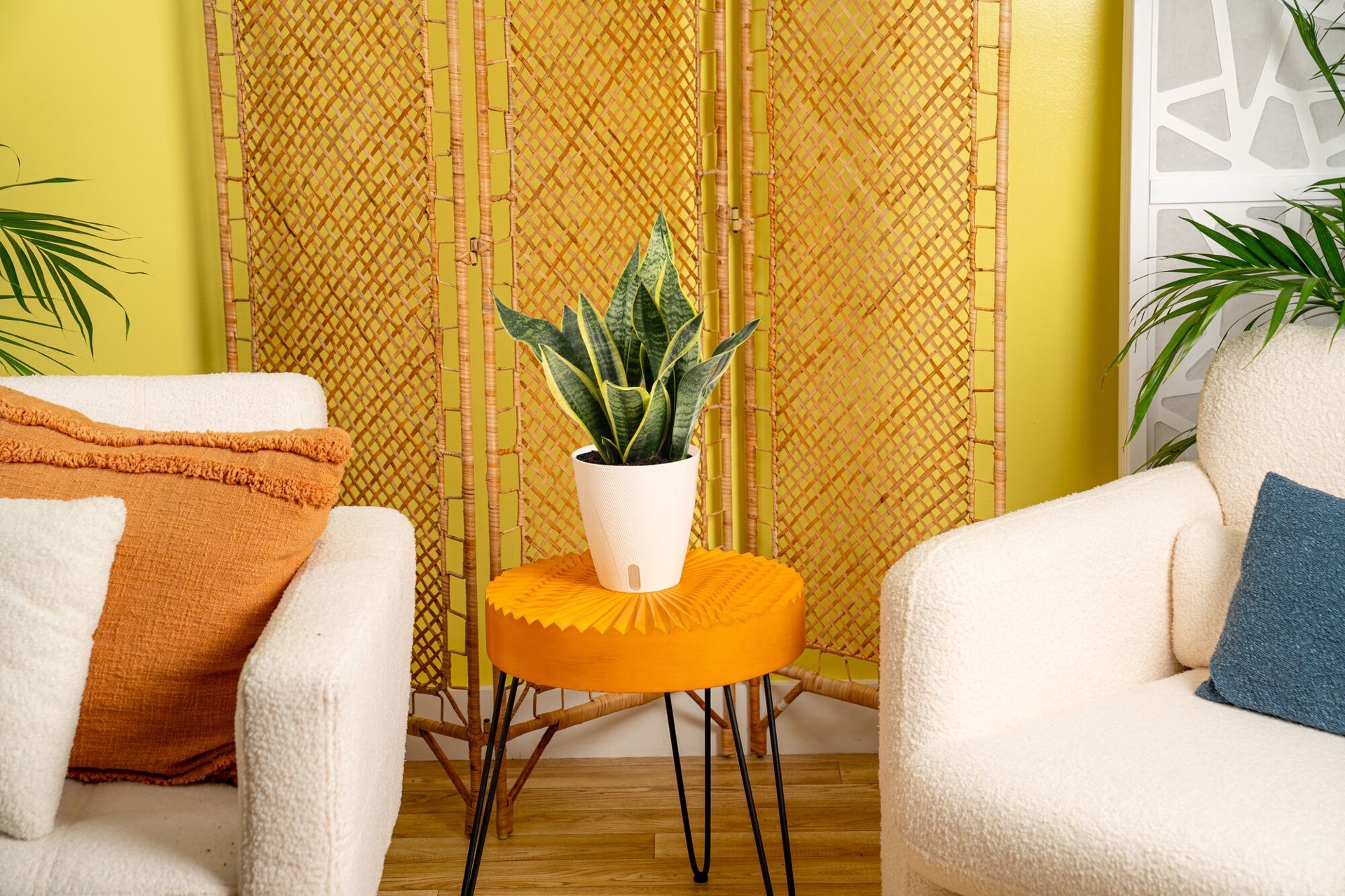 slide 3 of 6, Costa Farms Assorted. Sansevieria House plant in 1.4 Quart(s) Self-watering pot 1 -Pack, 1 ct