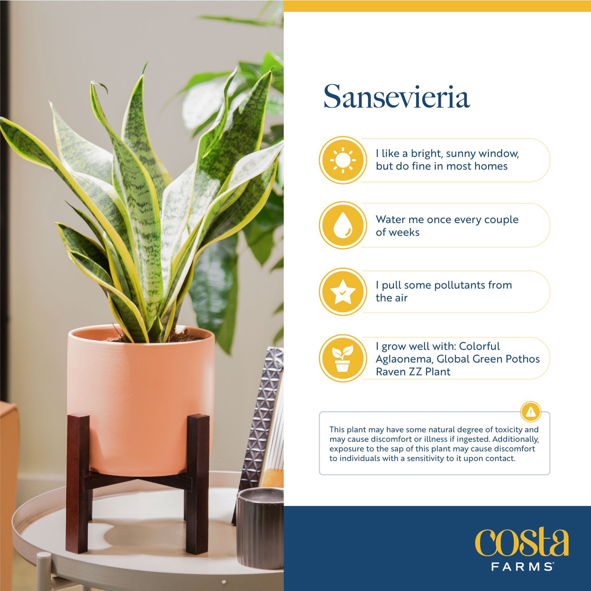 slide 6 of 6, Costa Farms Assorted. Sansevieria House plant in 1.4 Quart(s) Self-watering pot 1 -Pack, 1 ct
