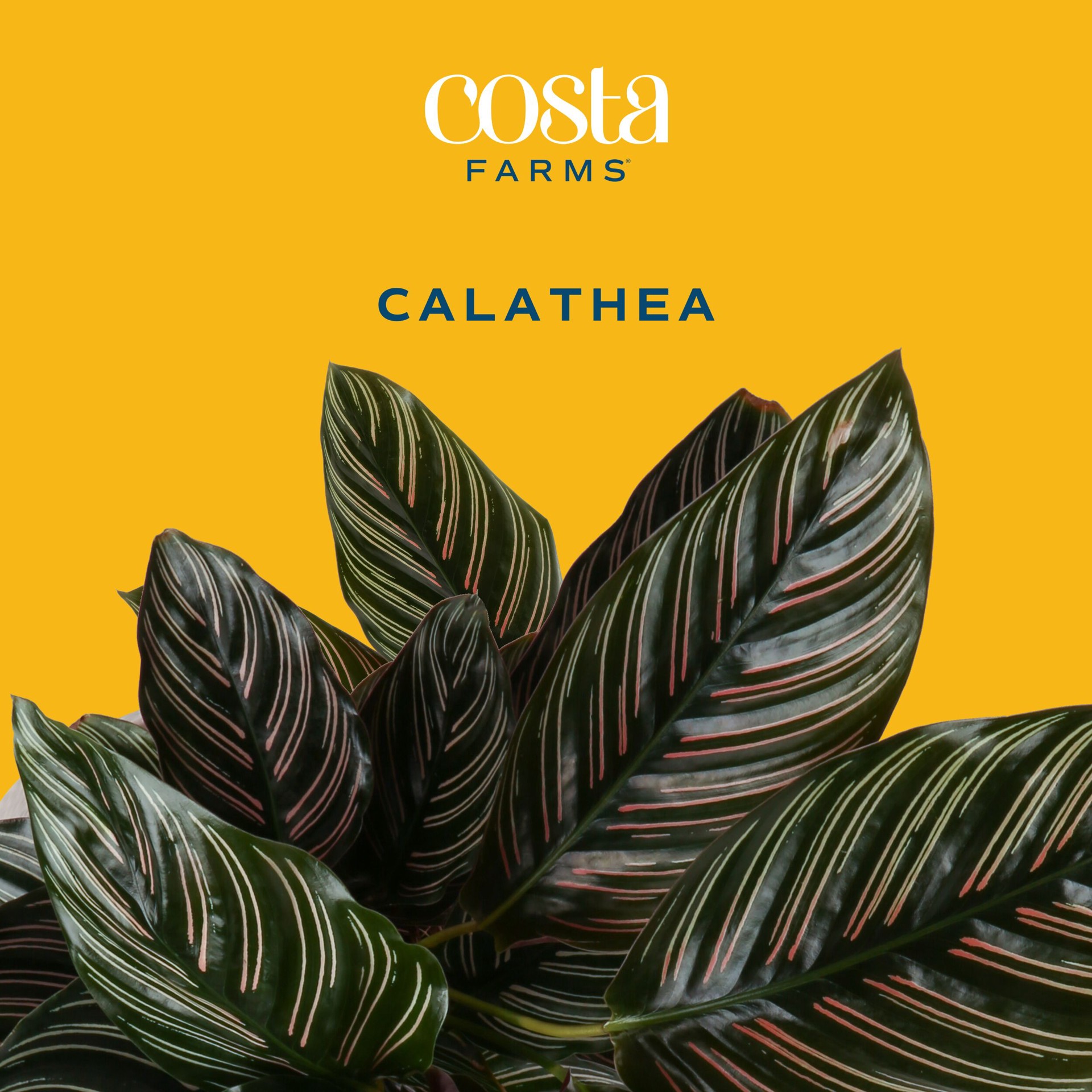 slide 2 of 6, Costa Farms Calathea House plant in 1.4 Quart(s) Self-watering pot 1 -Pack, 1 ct
