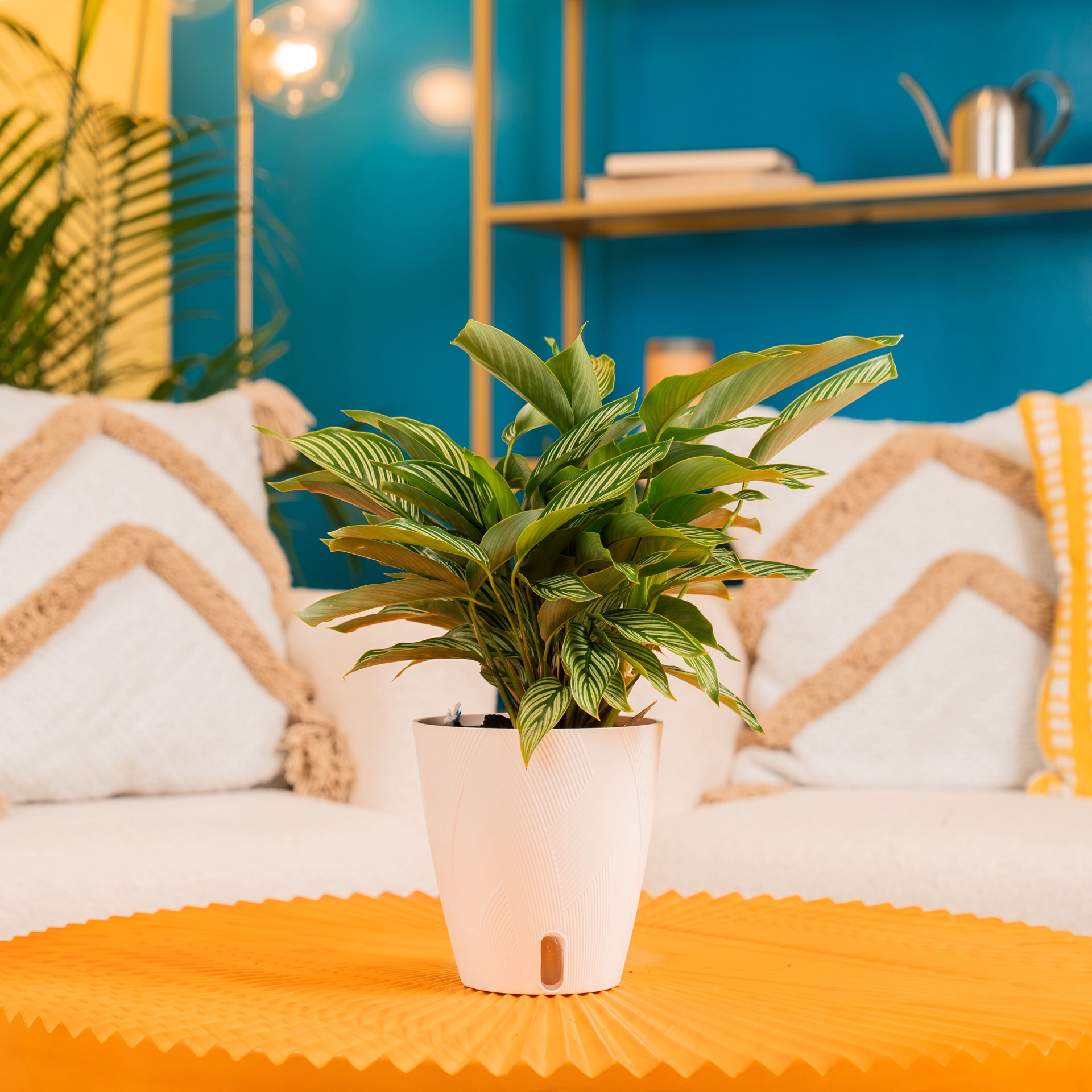 slide 3 of 6, Costa Farms Calathea House plant in 1.4 Quart(s) Self-watering pot 1 -Pack, 1 ct