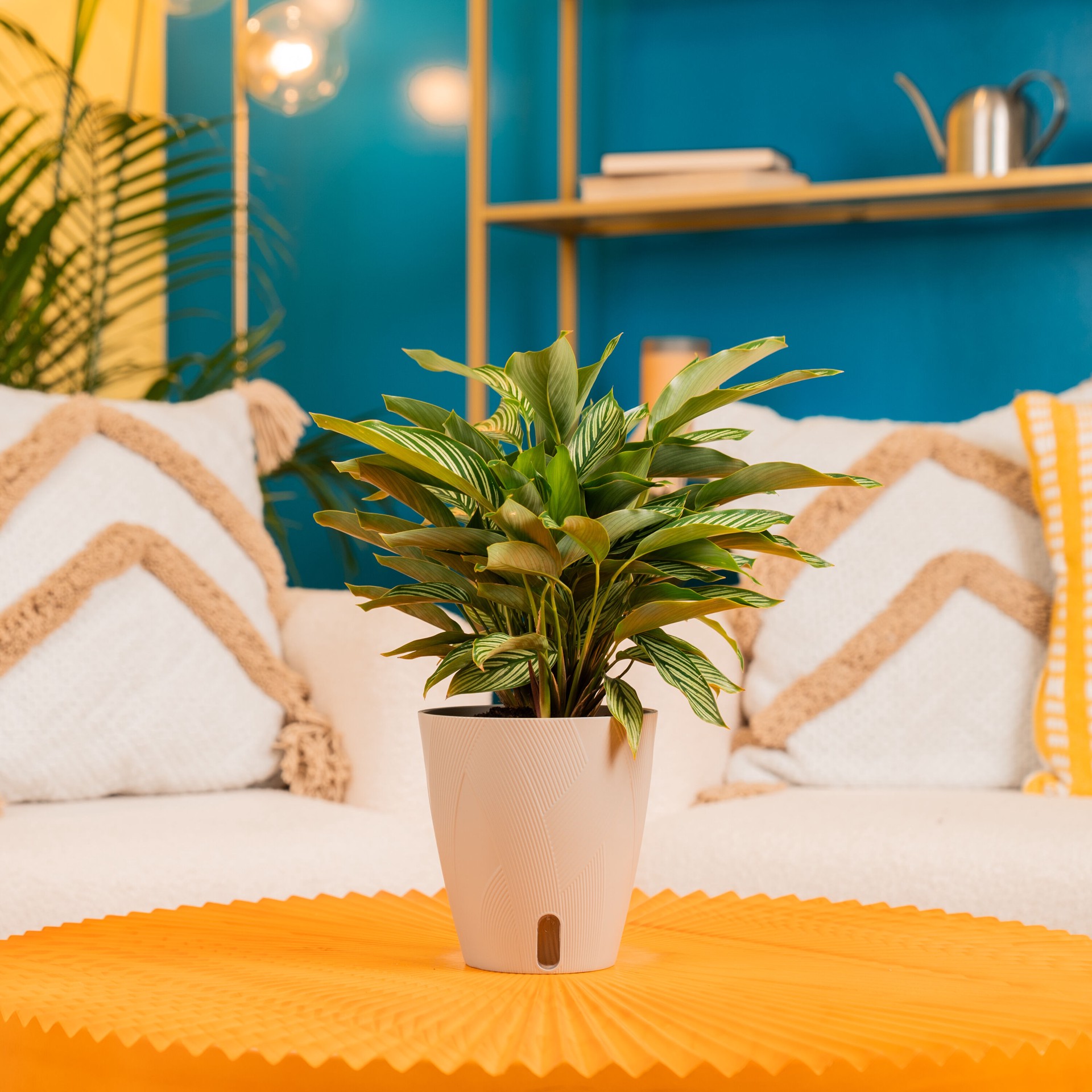 slide 4 of 6, Costa Farms Calathea House plant in 1.4 Quart(s) Self-watering pot 1 -Pack, 1 ct