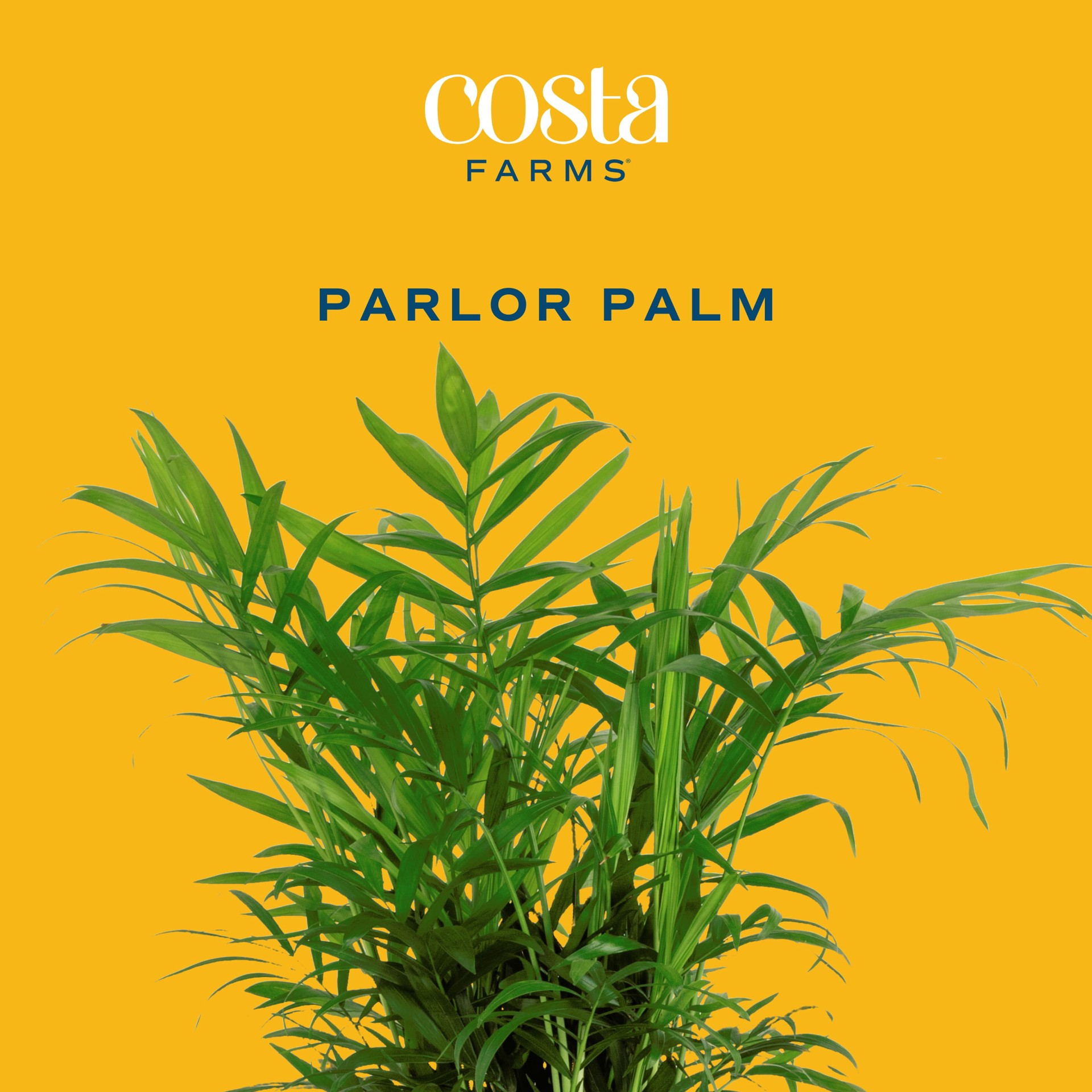 slide 2 of 6, Costa Farms Parlor Palm House plant in 1.4 Quart(s) Self-watering pot 1 -Pack, 1 ct