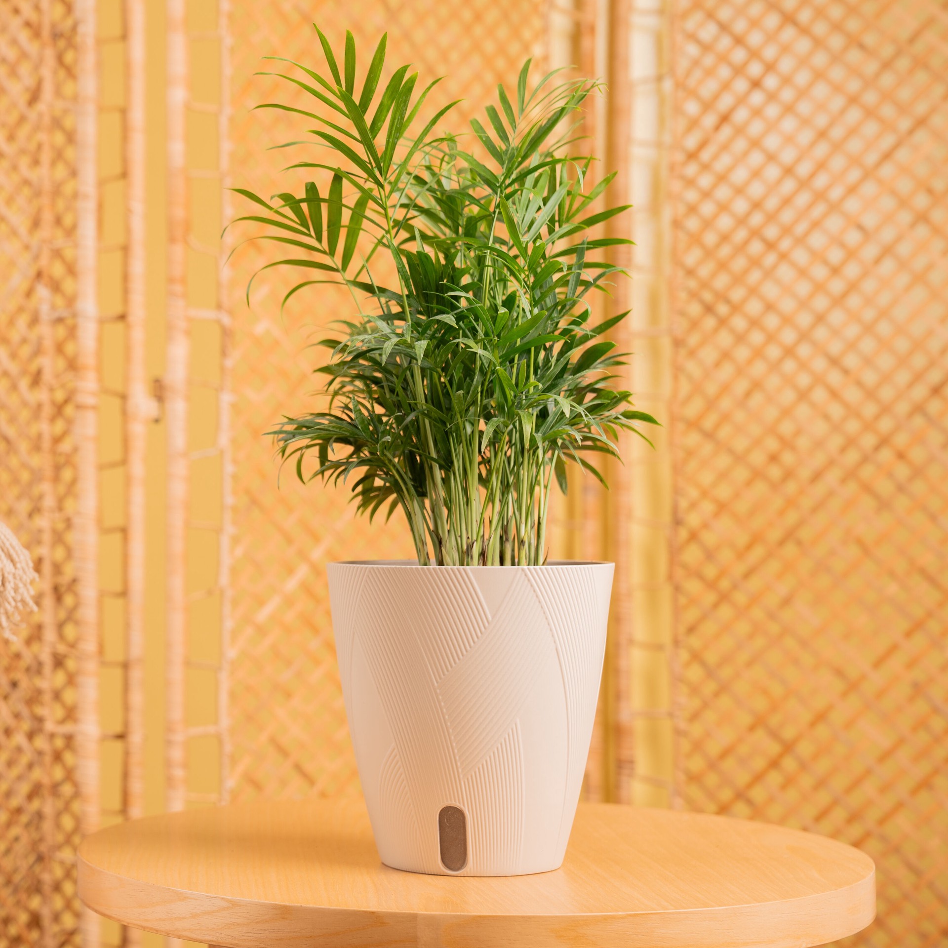 slide 3 of 6, Costa Farms Parlor Palm House plant in 1.4 Quart(s) Self-watering pot 1 -Pack, 1 ct