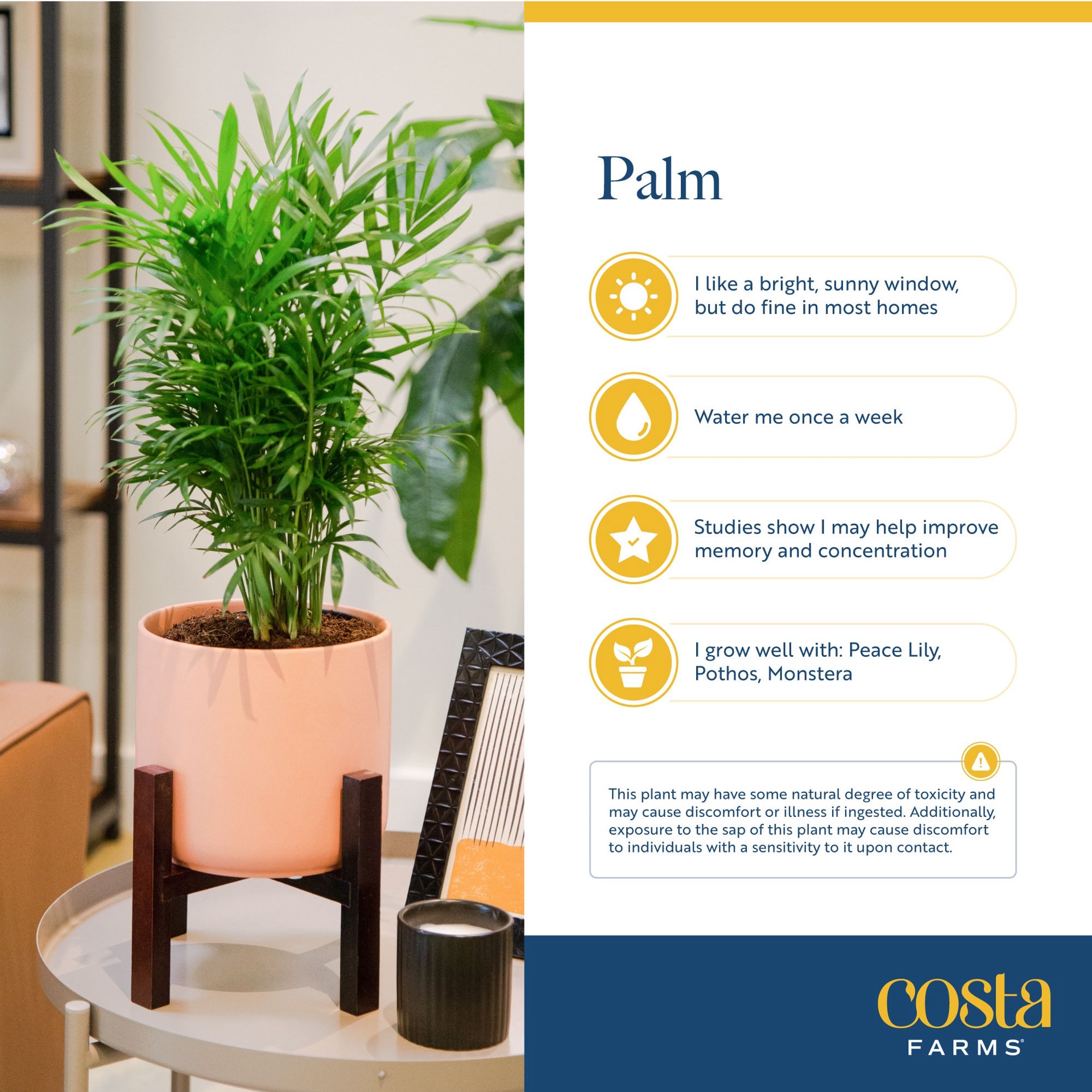 slide 6 of 6, Costa Farms Parlor Palm House plant in 1.4 Quart(s) Self-watering pot 1 -Pack, 1 ct