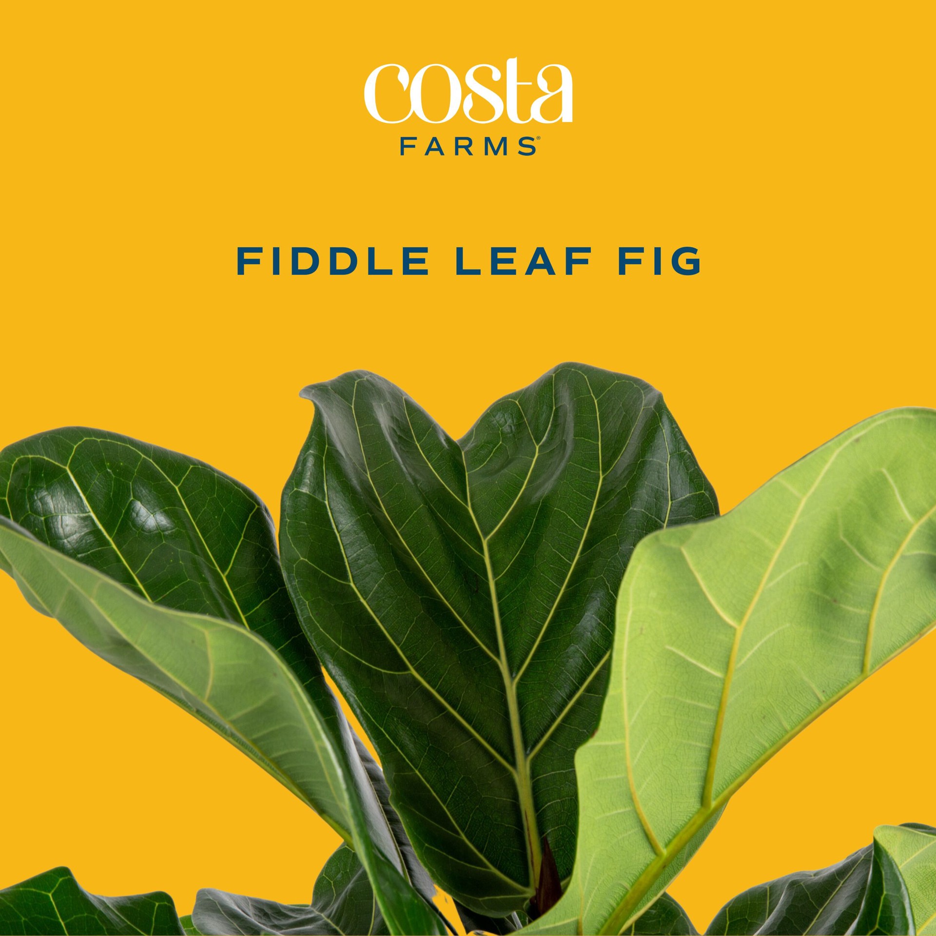 slide 2 of 6, Lowe's Fiddleleaf Fig House plant in 1.72 Gallon(s) Planter 1 -Pack, 1 ct