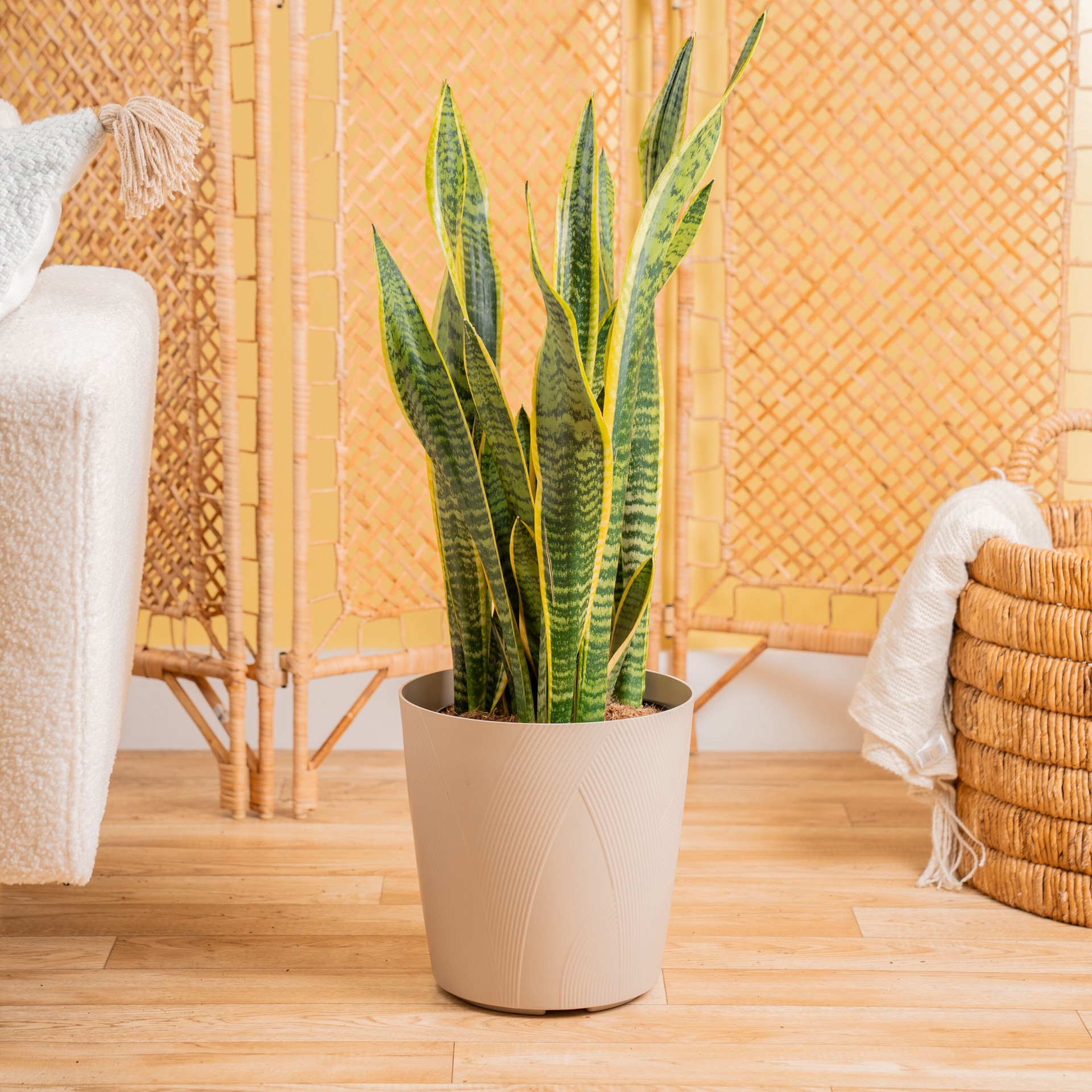 slide 3 of 6, Lowe's White Asstd. Sansevieria House plant in 1.72 Gallon(s) Planter 1 -Pack, 1 ct