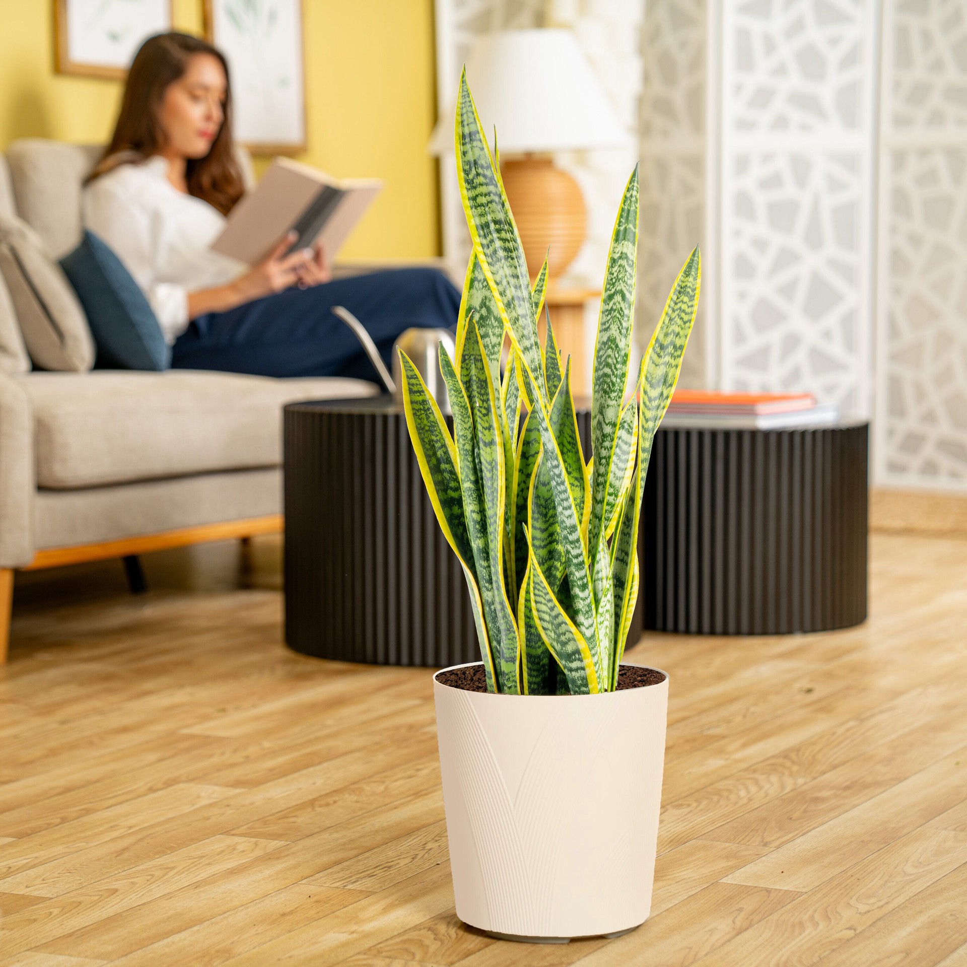 slide 4 of 6, Lowe's White Asstd. Sansevieria House plant in 1.72 Gallon(s) Planter 1 -Pack, 1 ct