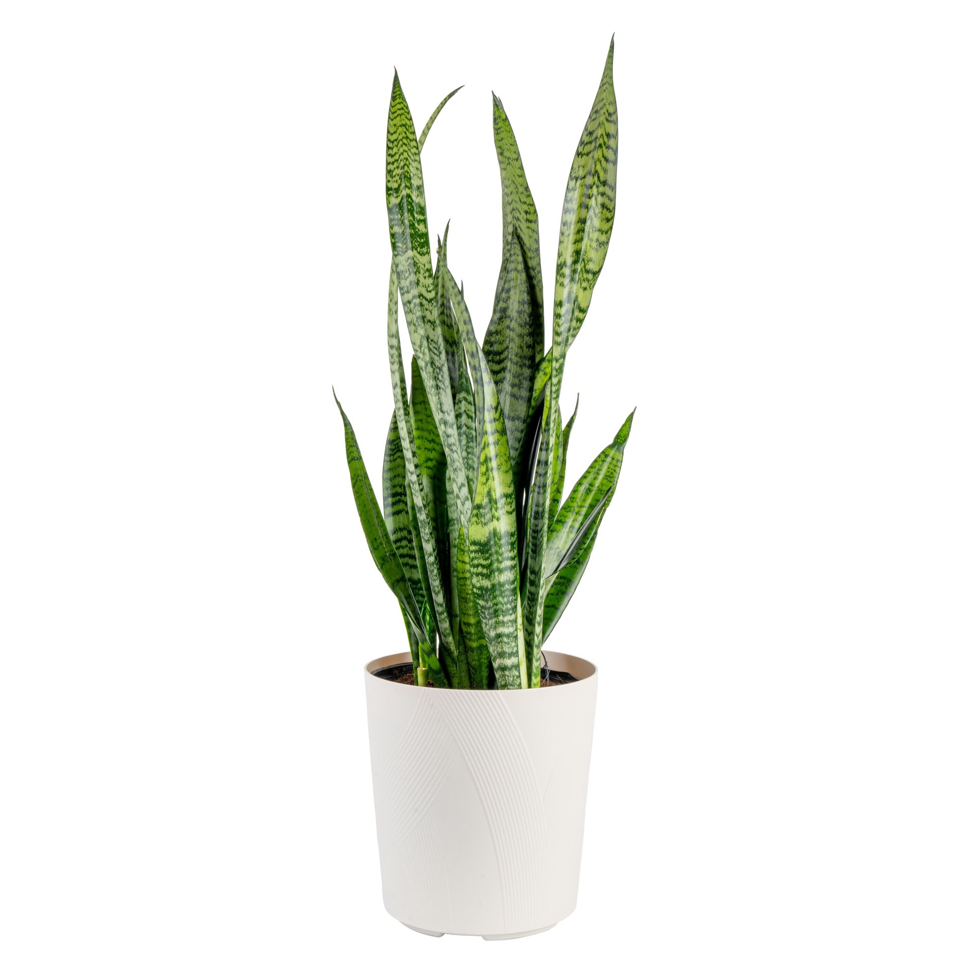 slide 5 of 6, Lowe's White Asstd. Sansevieria House plant in 1.72 Gallon(s) Planter 1 -Pack, 1 ct