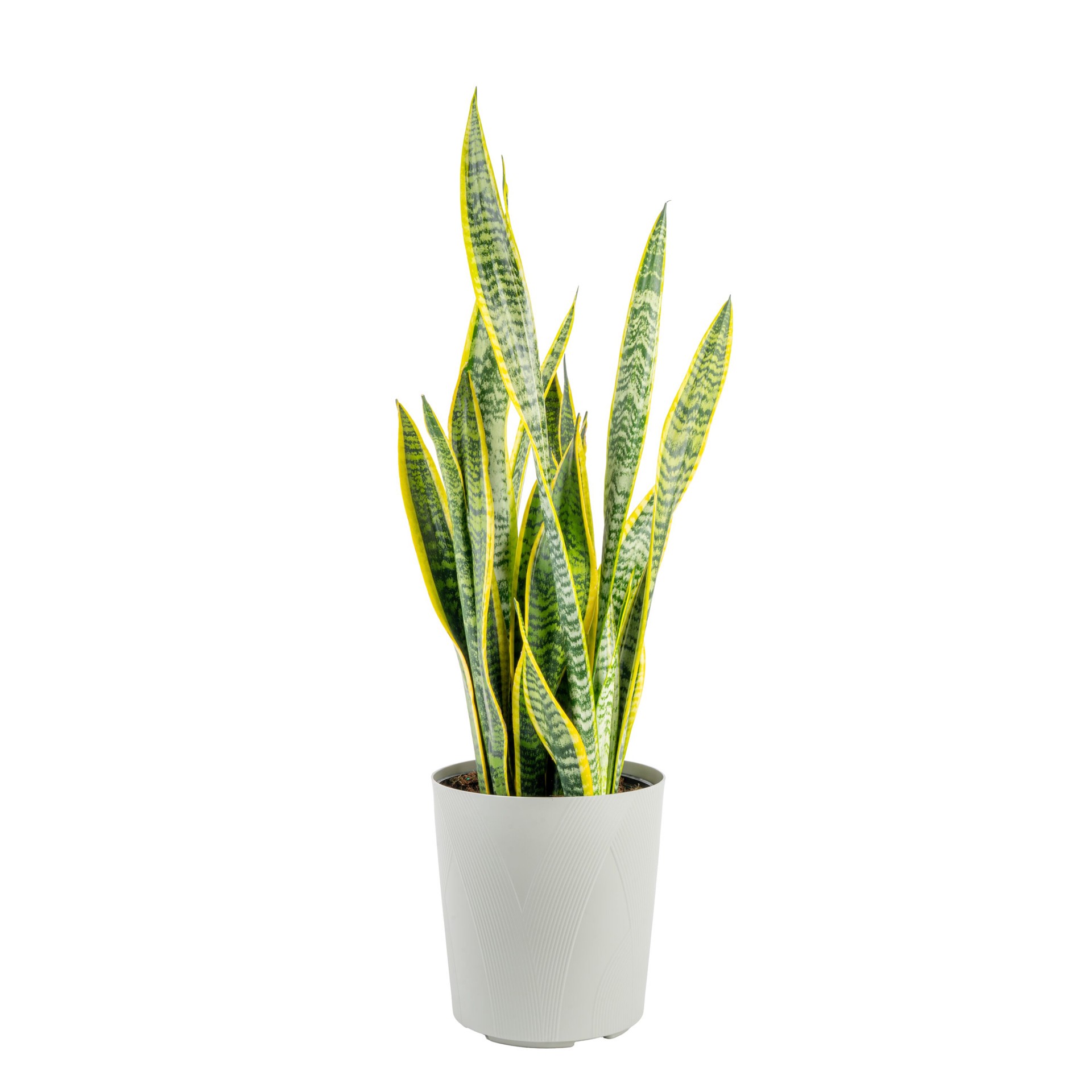 slide 6 of 6, Lowe's White Asstd. Sansevieria House plant in 1.72 Gallon(s) Planter 1 -Pack, 1 ct