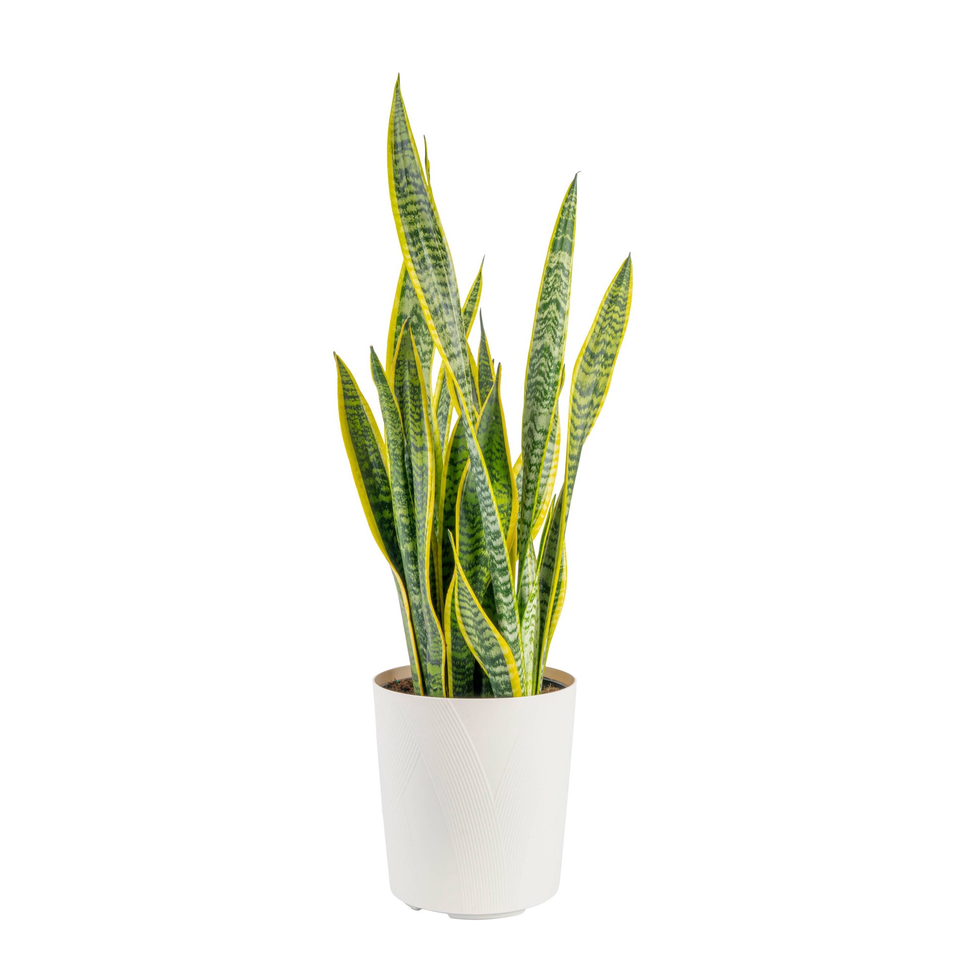slide 1 of 6, Lowe's White Asstd. Sansevieria House plant in 1.72 Gallon(s) Planter 1 -Pack, 1 ct