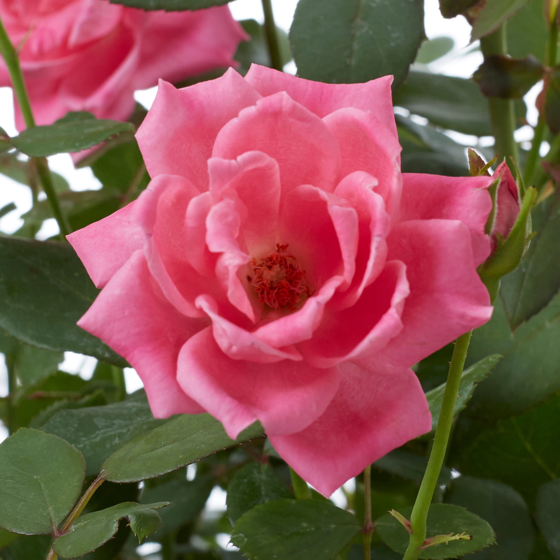 slide 2 of 2, Lowe's Pink Rose Shrub in 2 -Gallon, 1 ct