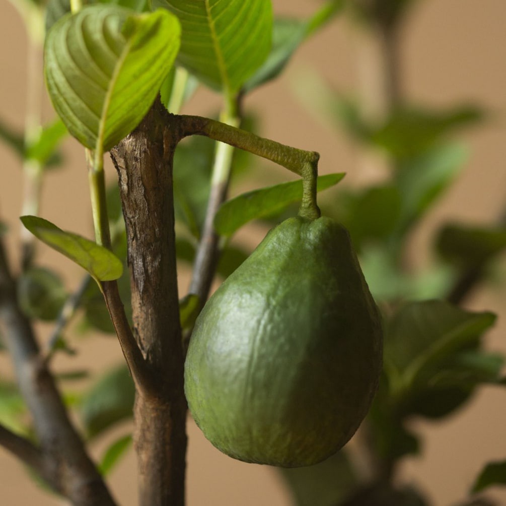 slide 2 of 4, Lowe's 1 -Gallon Fruit Guava, 1 ct
